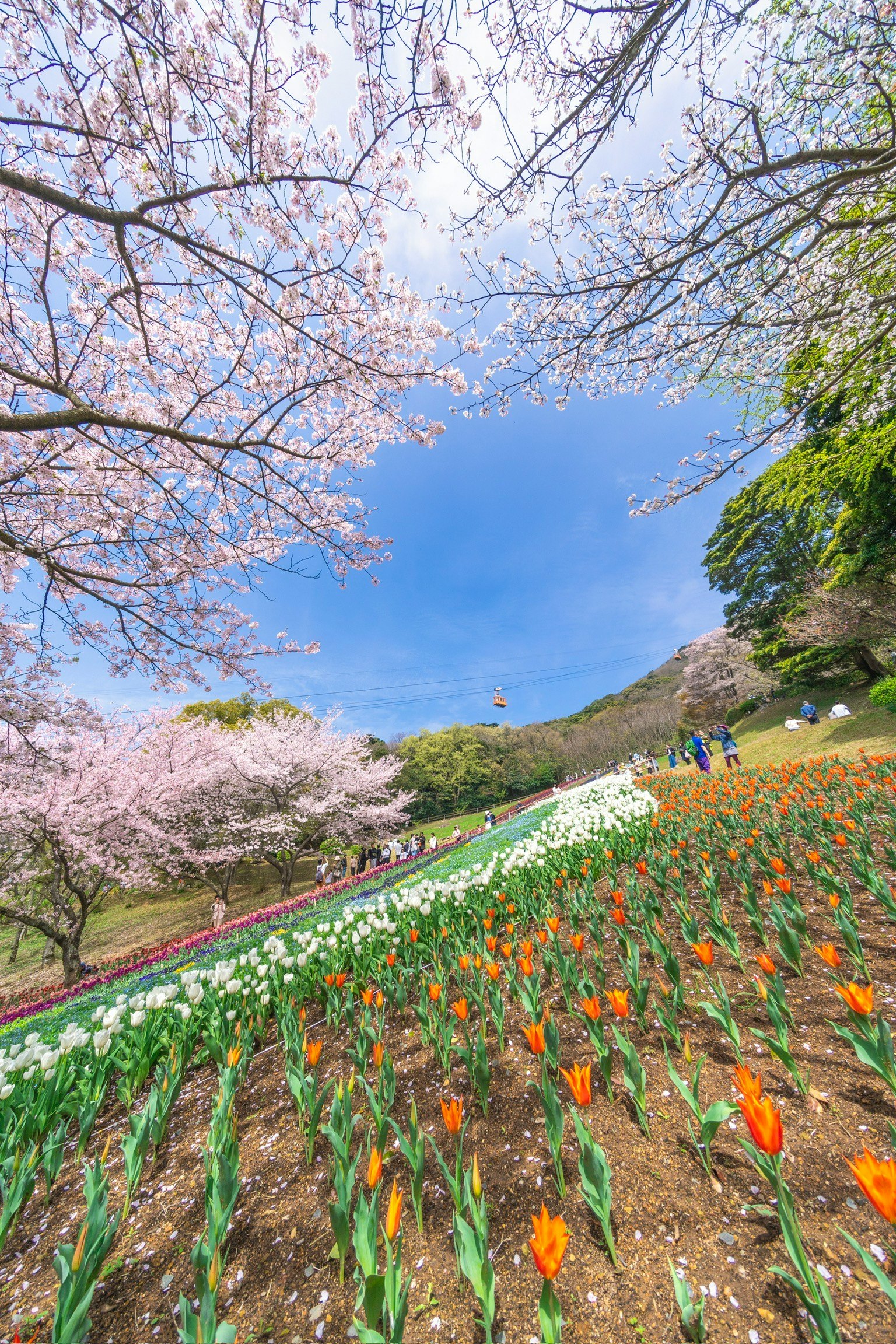 ทิวทัศน์ที่สวยงามของสวนที่มีซากุระและทิวลิปบาน