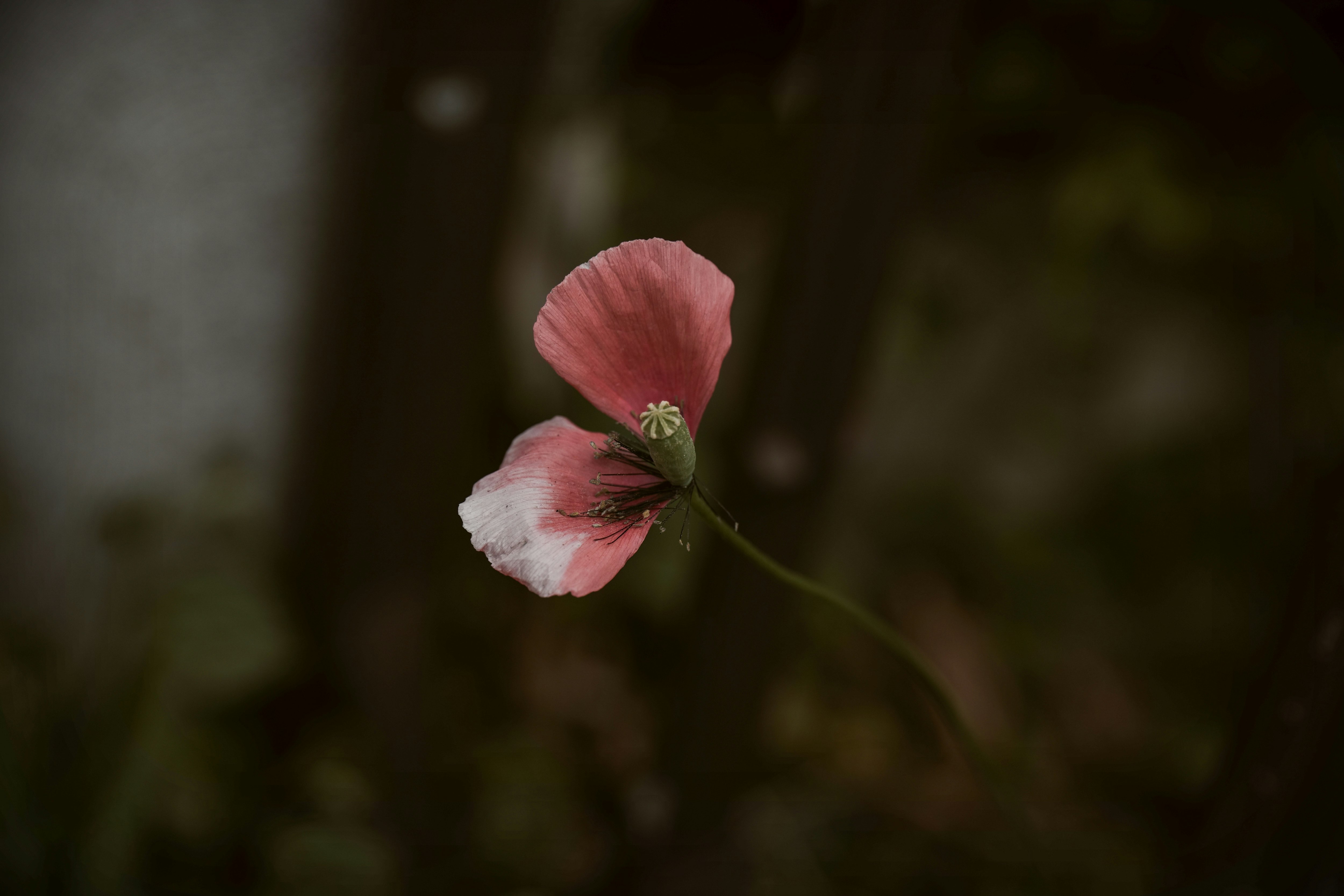 散りゆくケシの花のクローズアップ