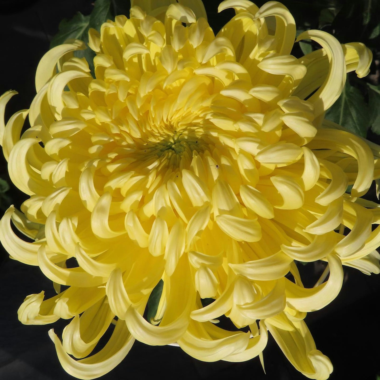 Flor de crisantemo amarillo brillante en plena floración