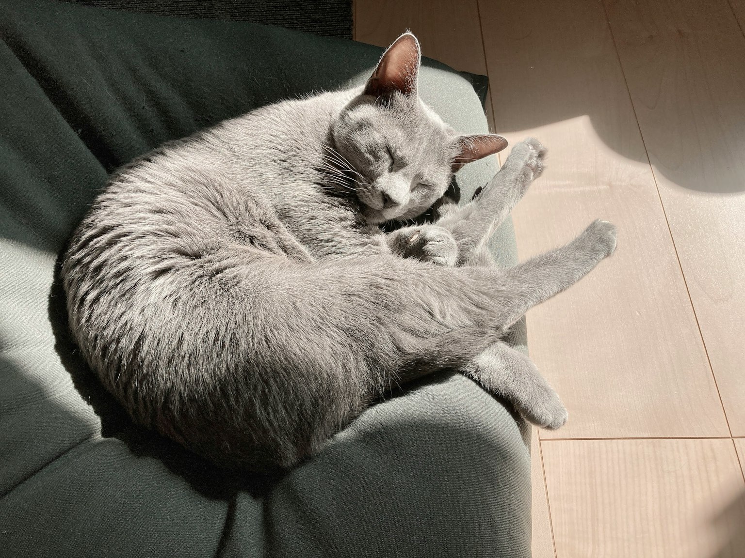 แมวสีเทานอนอยู่บนโซฟา
