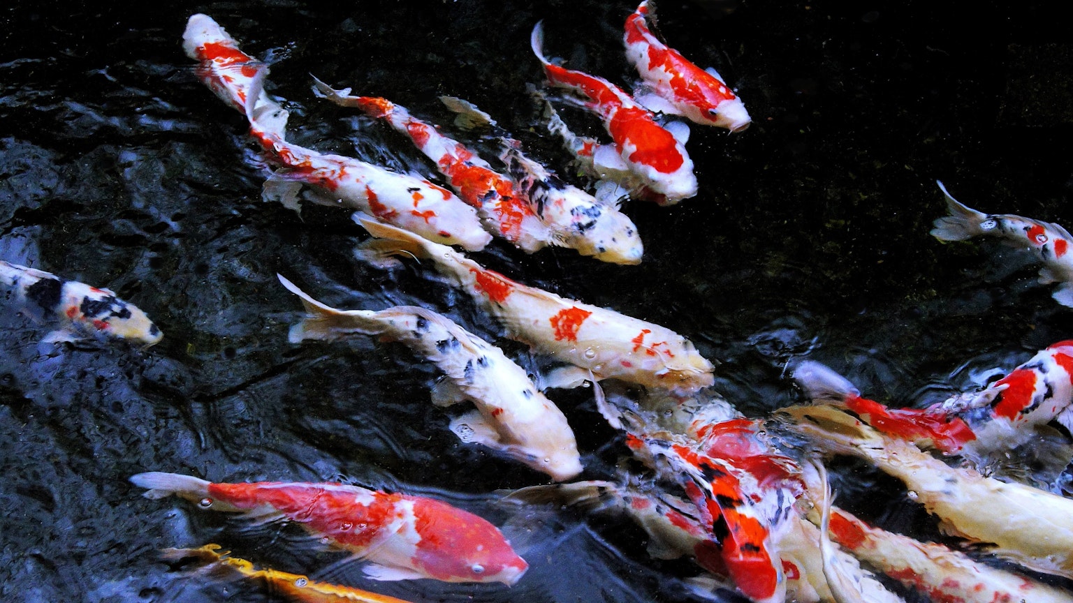 Gambar cerah ikan koi yang berenang di air gelap