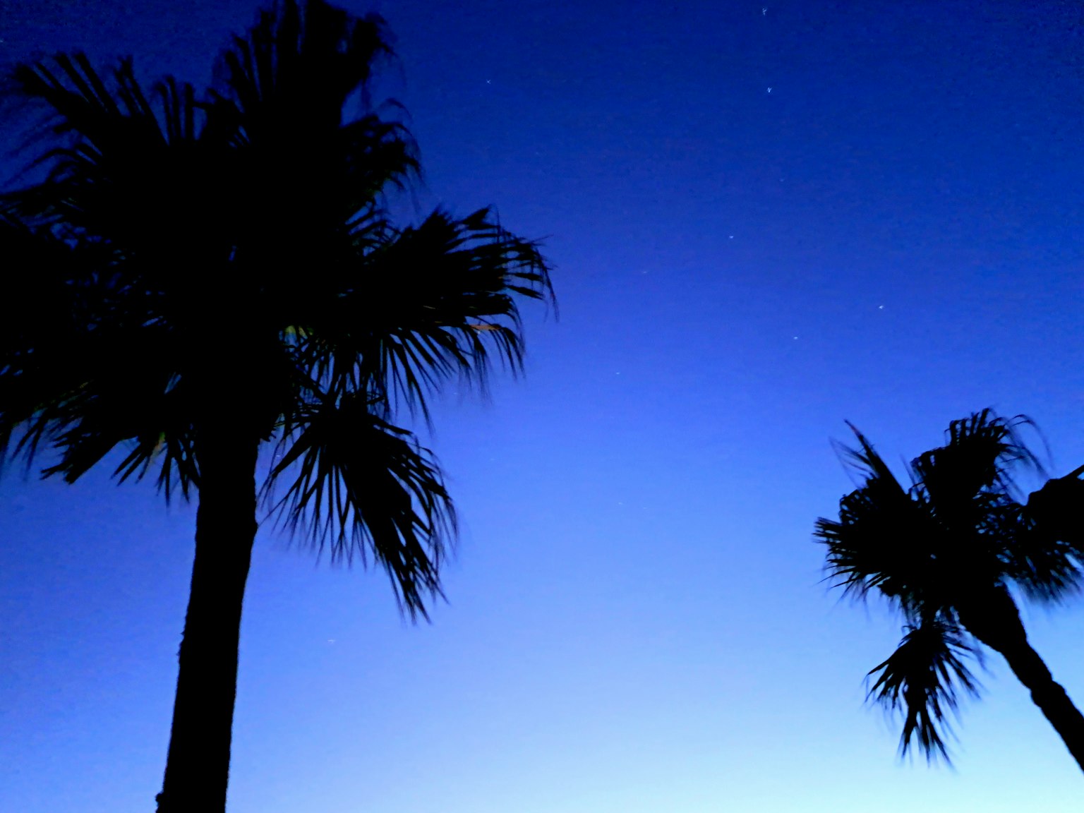 Silhouette de palmiers contre un ciel bleu crépusculaire