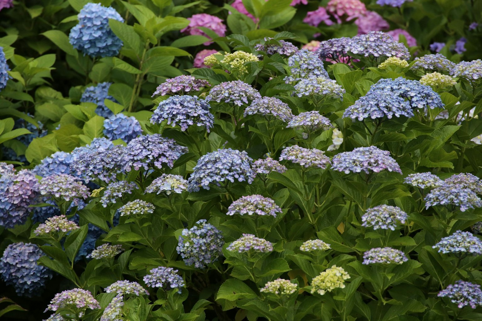 A vibrant display of hydrangea flowers in various shades of blue and purple