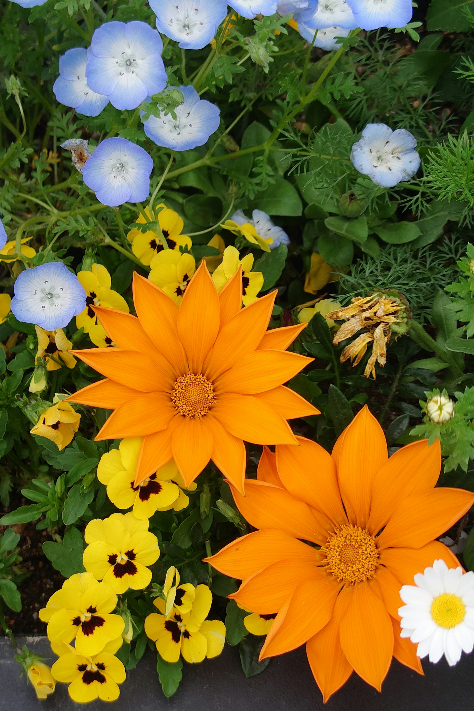Scène de jardin colorée avec des fleurs orange et jaunes et des fleurs bleues