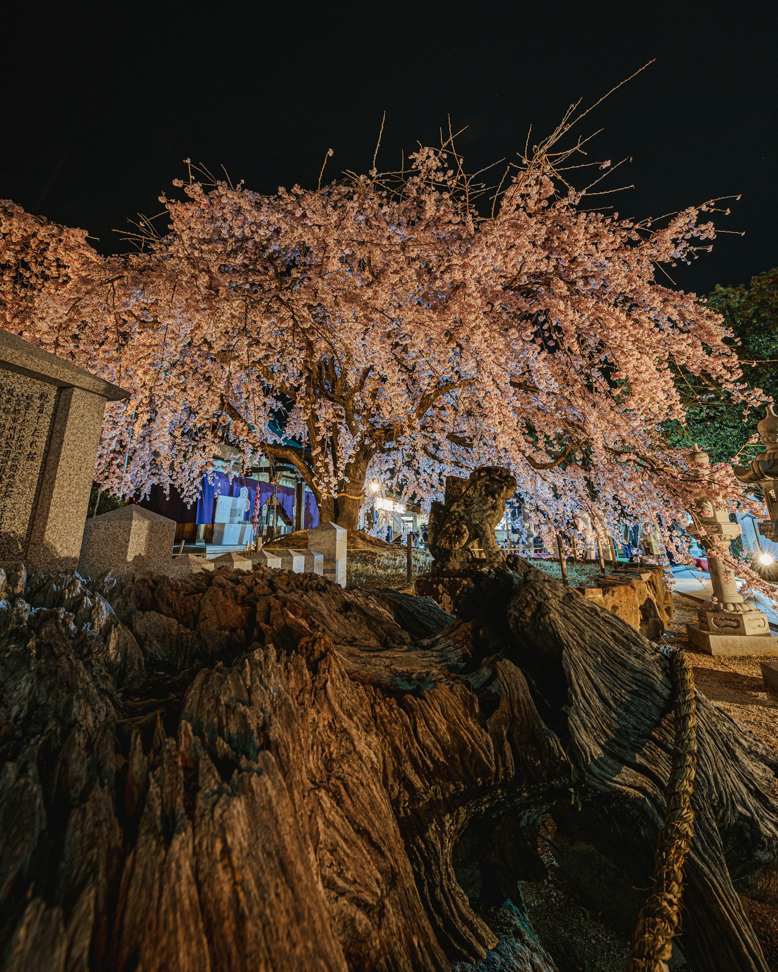 夜間照亮的櫻花樹與岩石前景
