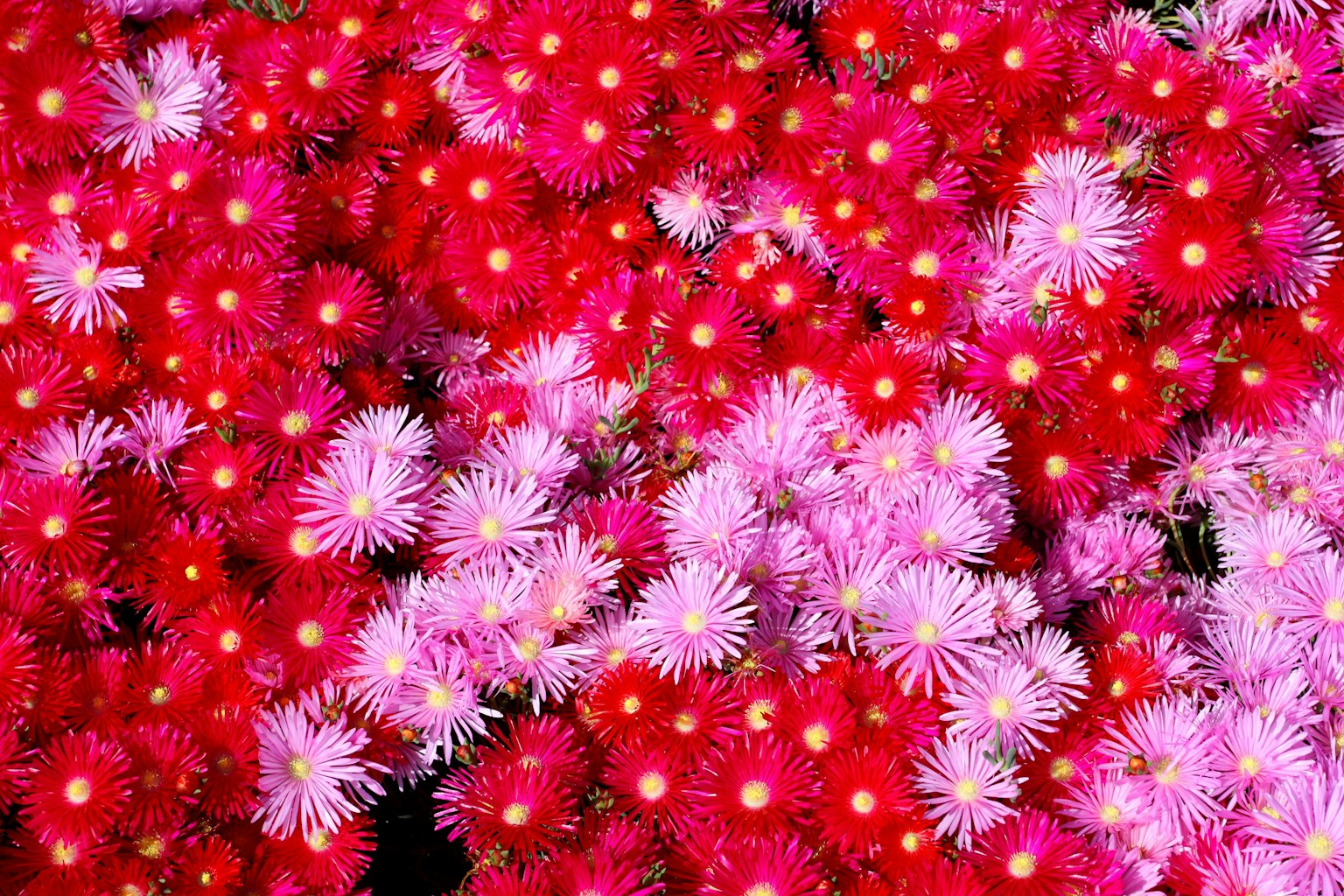 Lebendige rote und pinke Blumen dicht gedrängt in einem schönen Blumenmuster