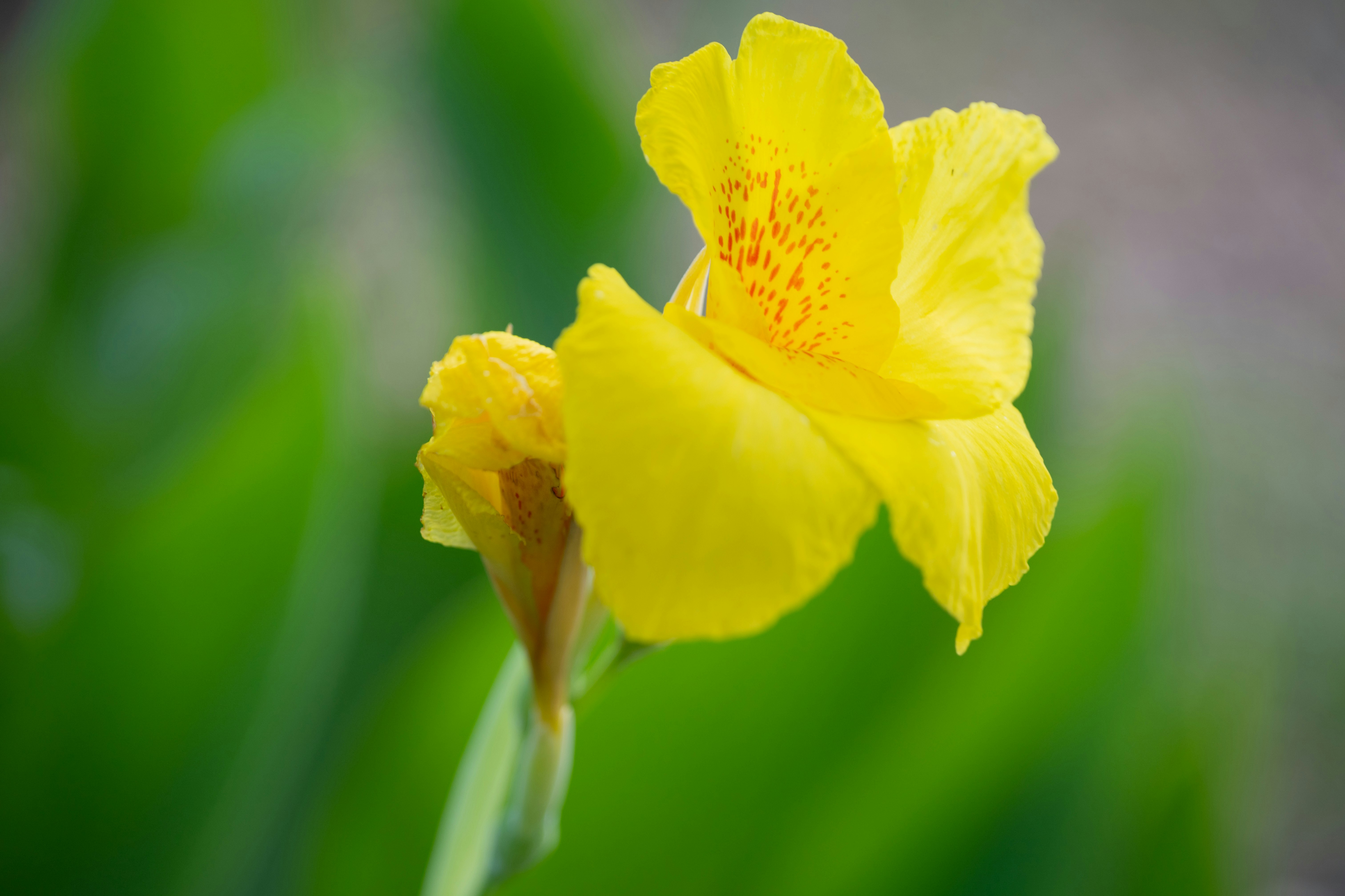 黄色いアイリスの花のクローズアップ