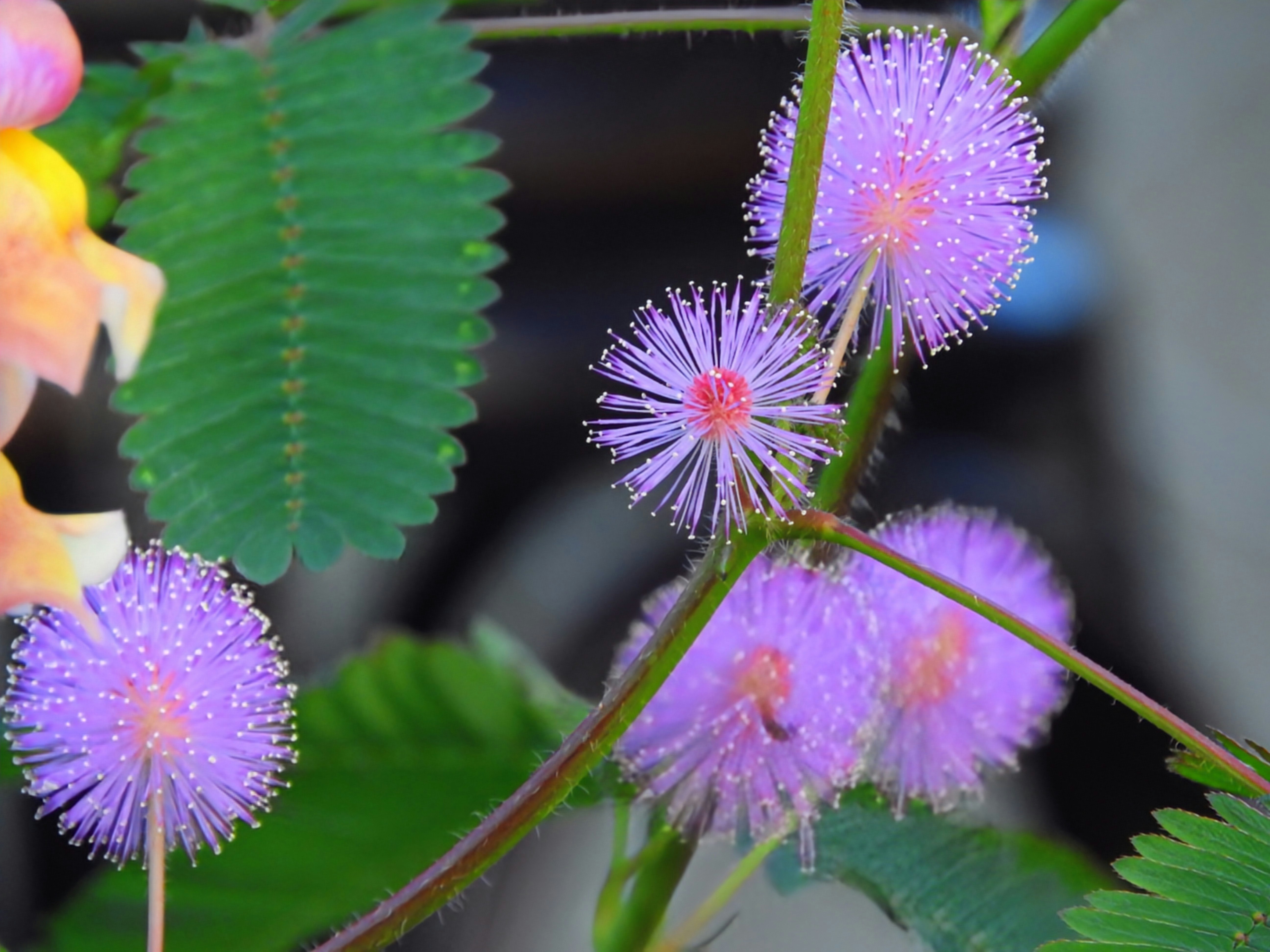 オジギソウの紫色の花と葉のクローズアップ