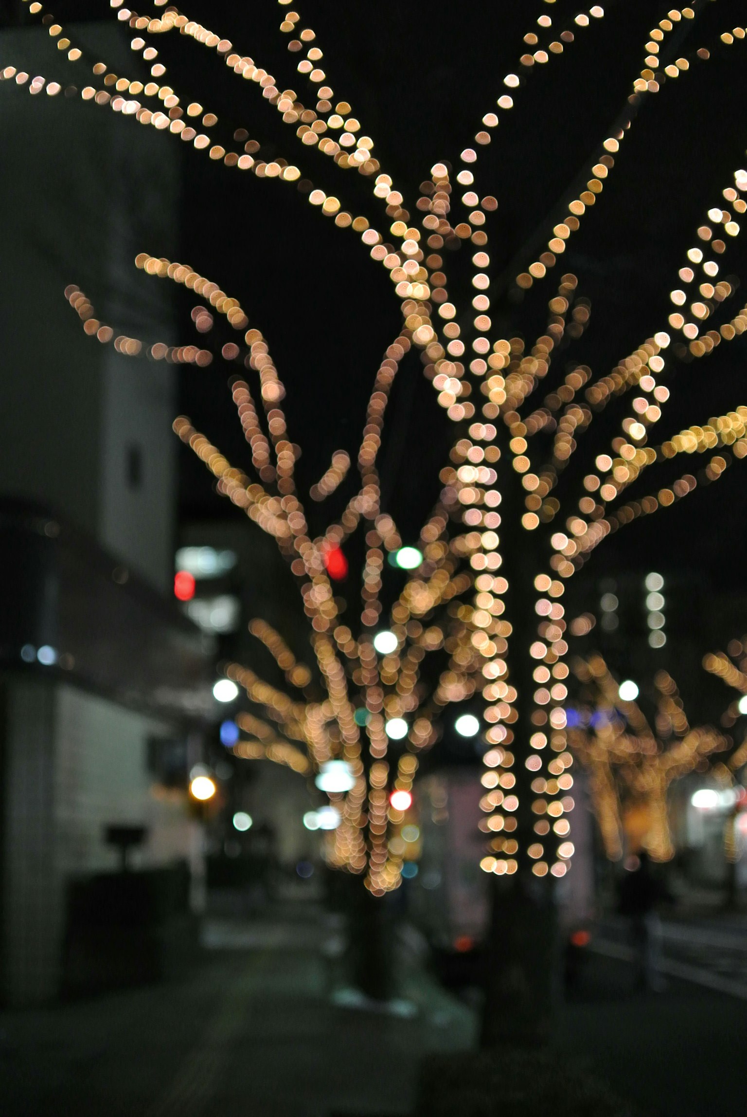 Trees adorned with glowing lights in a city at night