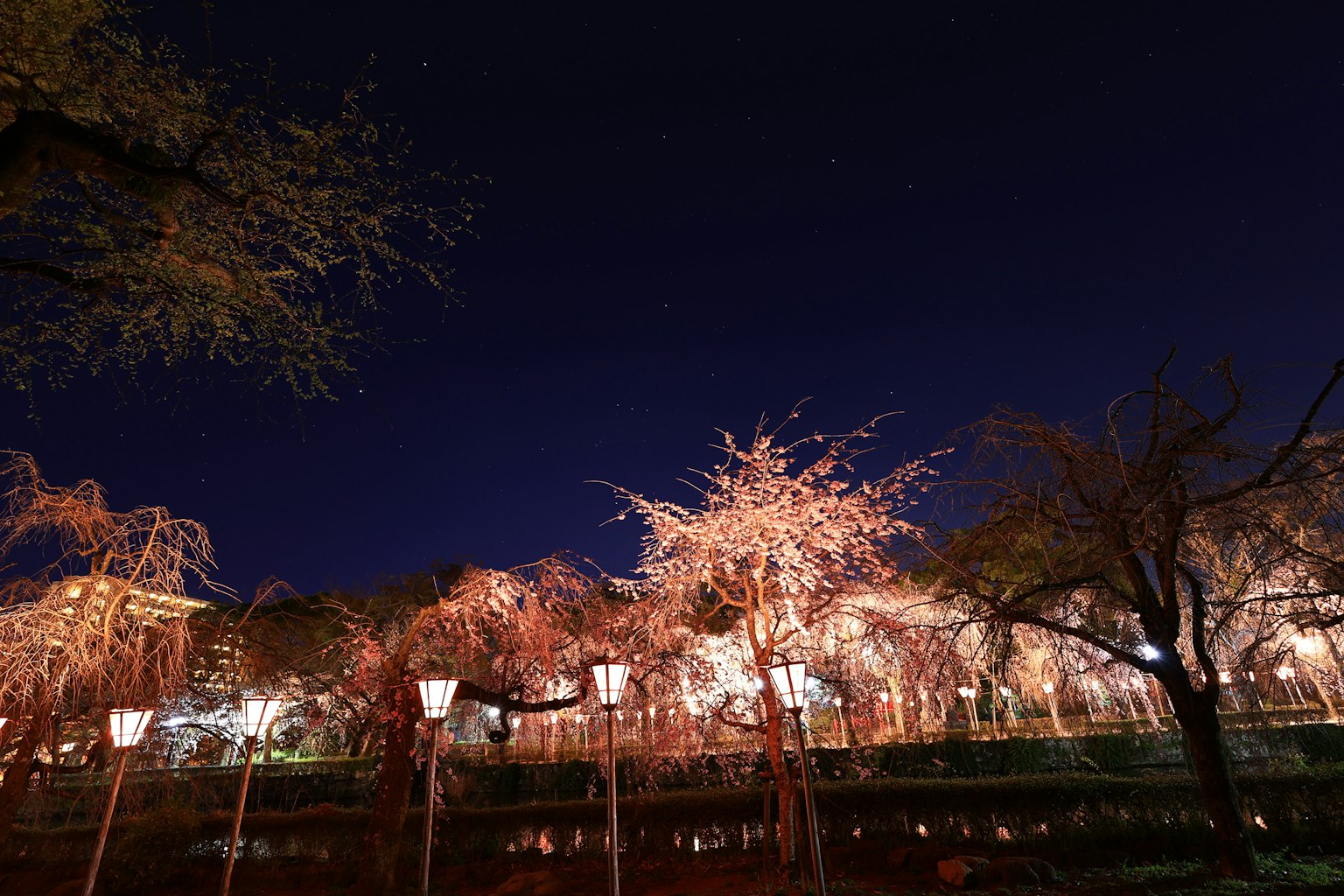 夜間照亮的櫻花樹和公園裡的燈籠