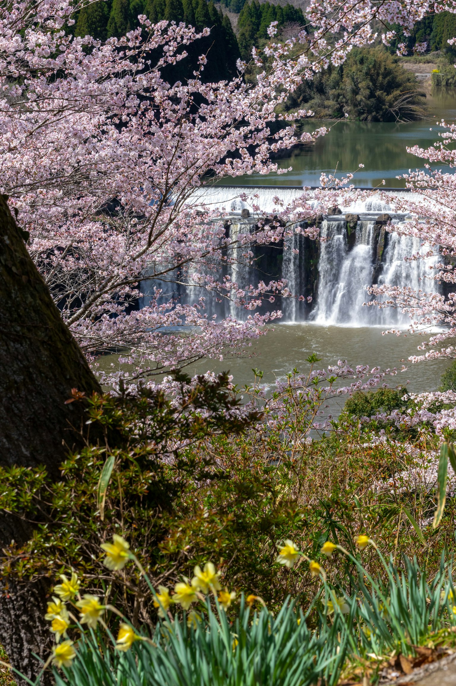 Hermoso paisaje con cerezos en flor y una cascada Flores de primavera en floración