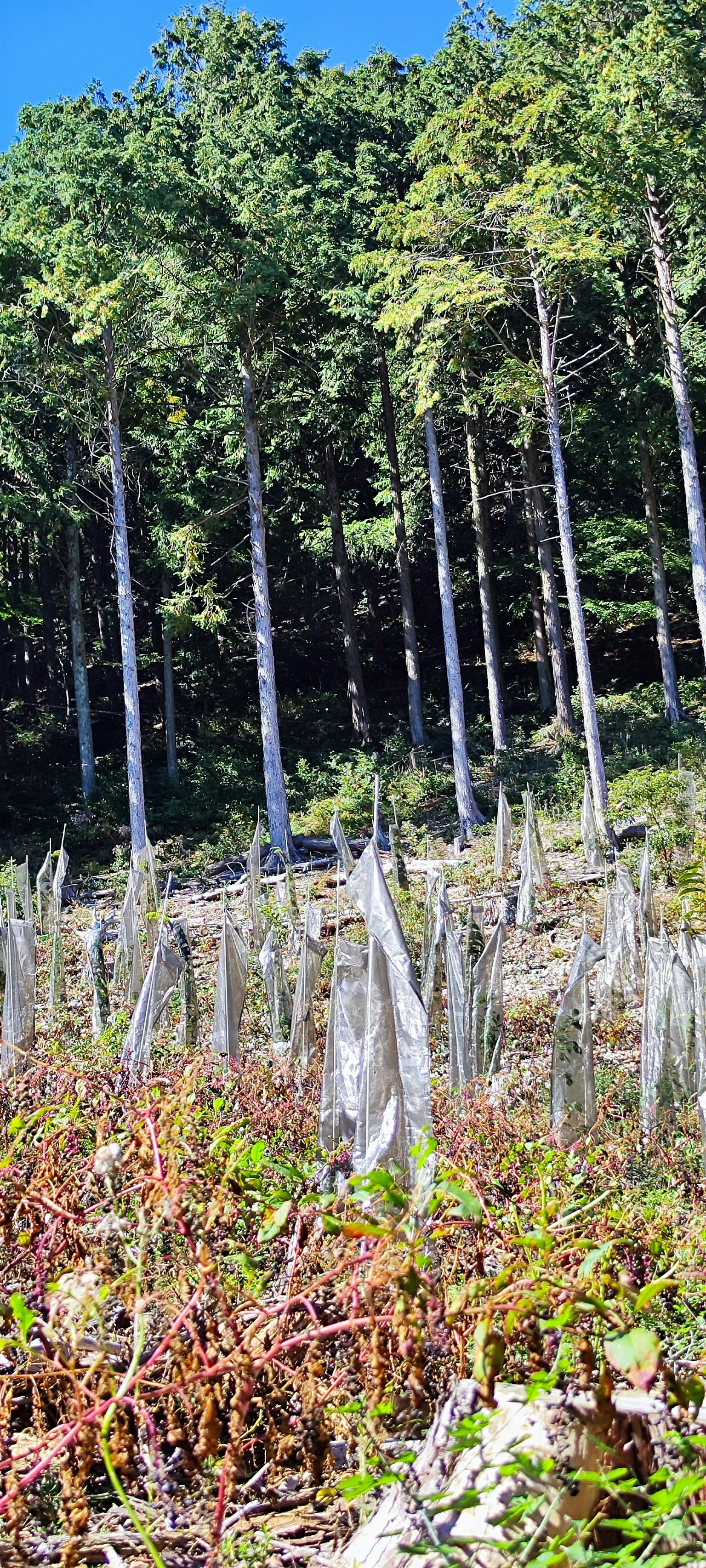 森林风景，绿色树木和干枯的树干