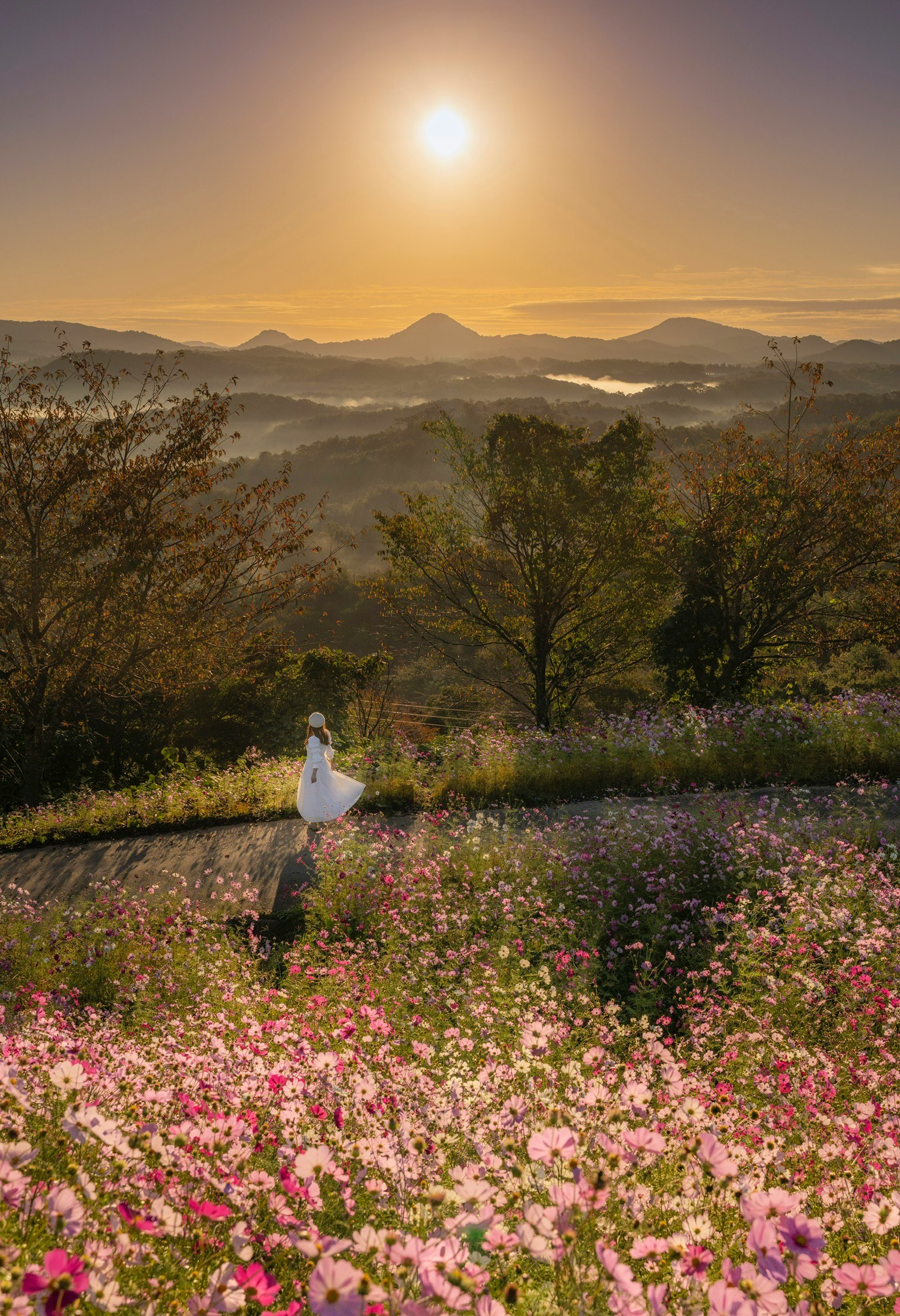 Cosmos flowers on a hill overlooking a sea of clouds at sunrise