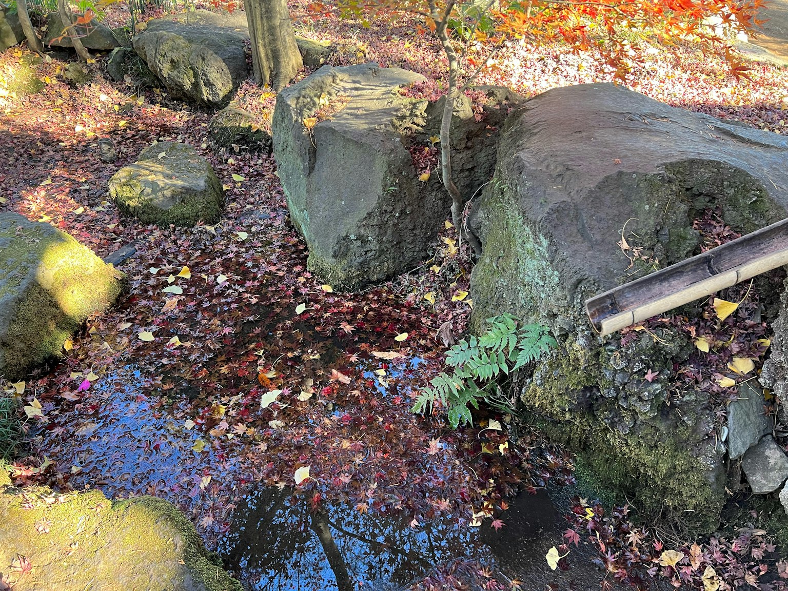 Natural scene with rocks and a puddle scattered with fallen leaves