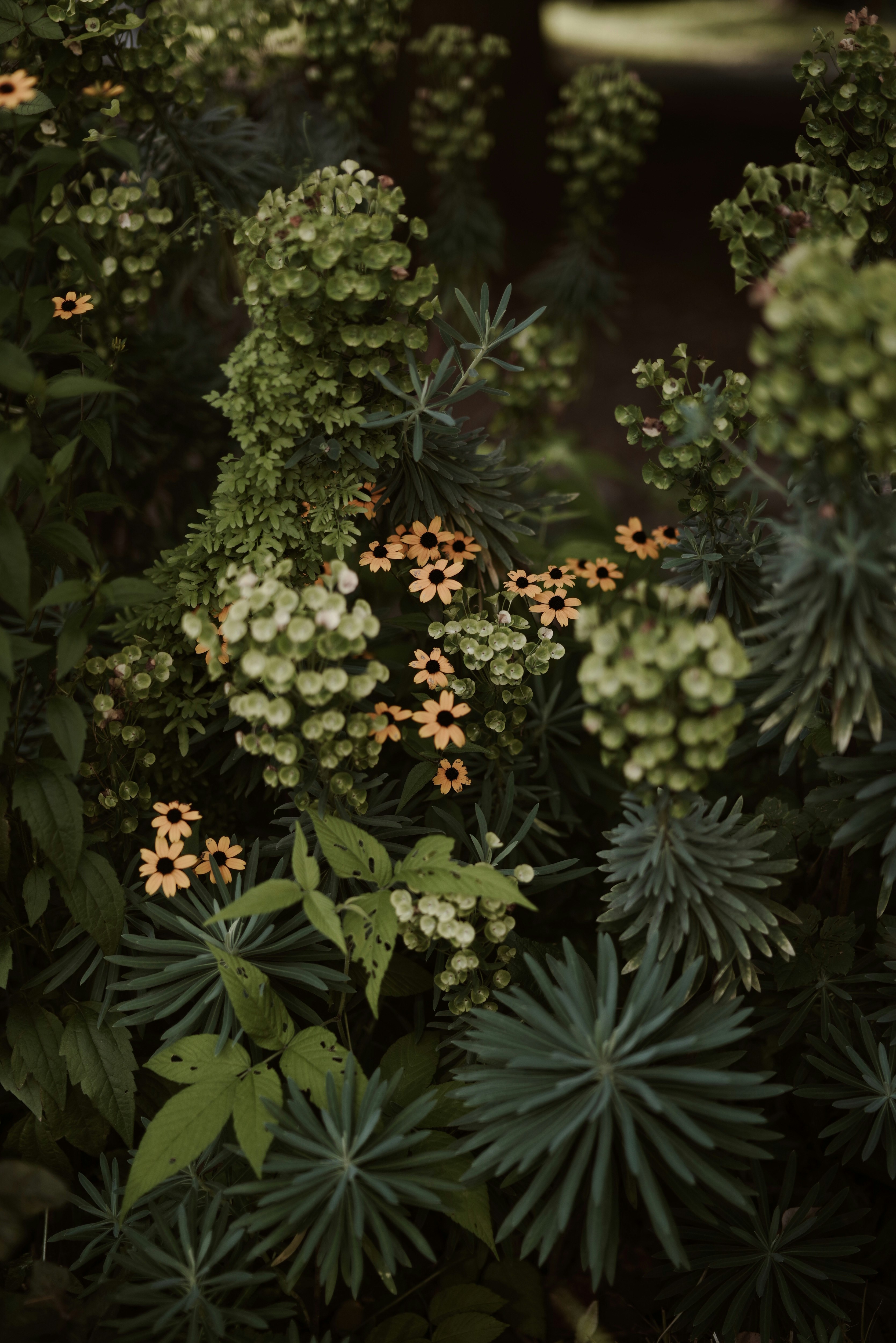 花壇の花と多肉植物が密に並ぶ草花の寄せ植え