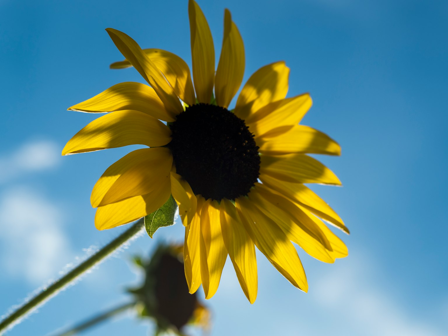 Girasol amarillo floreciendo bajo un cielo azul