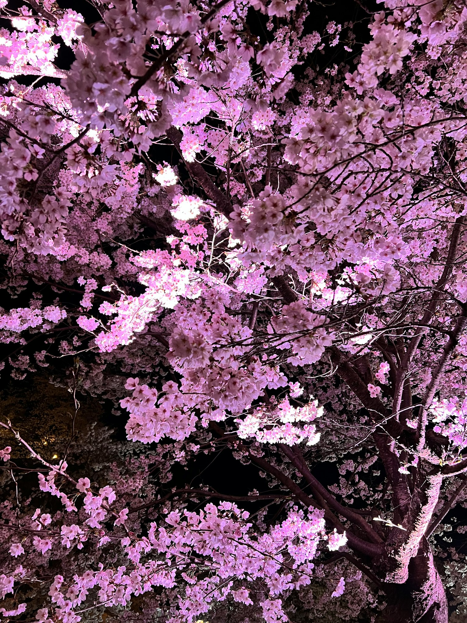 Primo piano di fiori di ciliegio in piena fioritura contro un cielo notturno