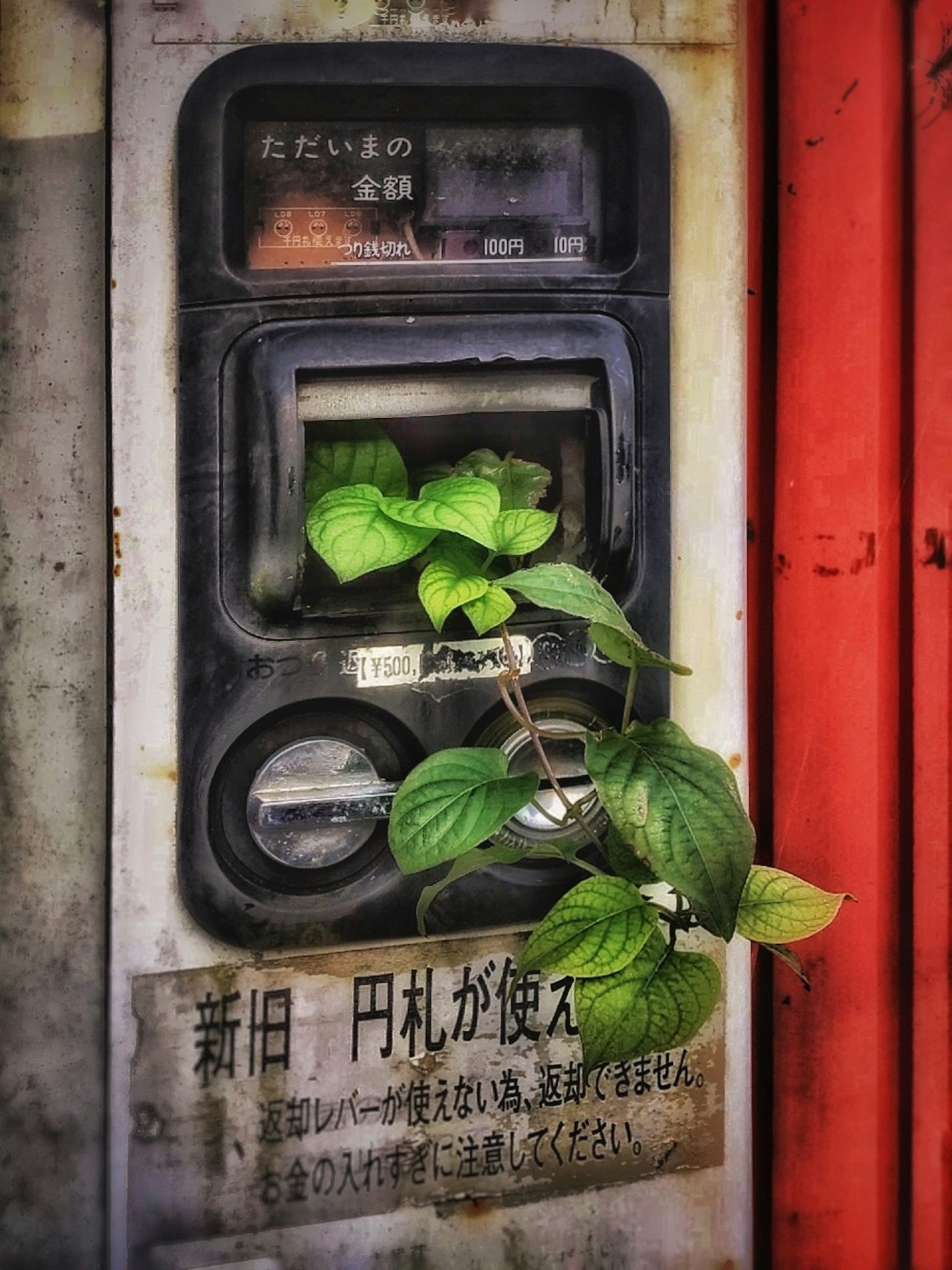 Old ticket vending machine with green leaves growing on it