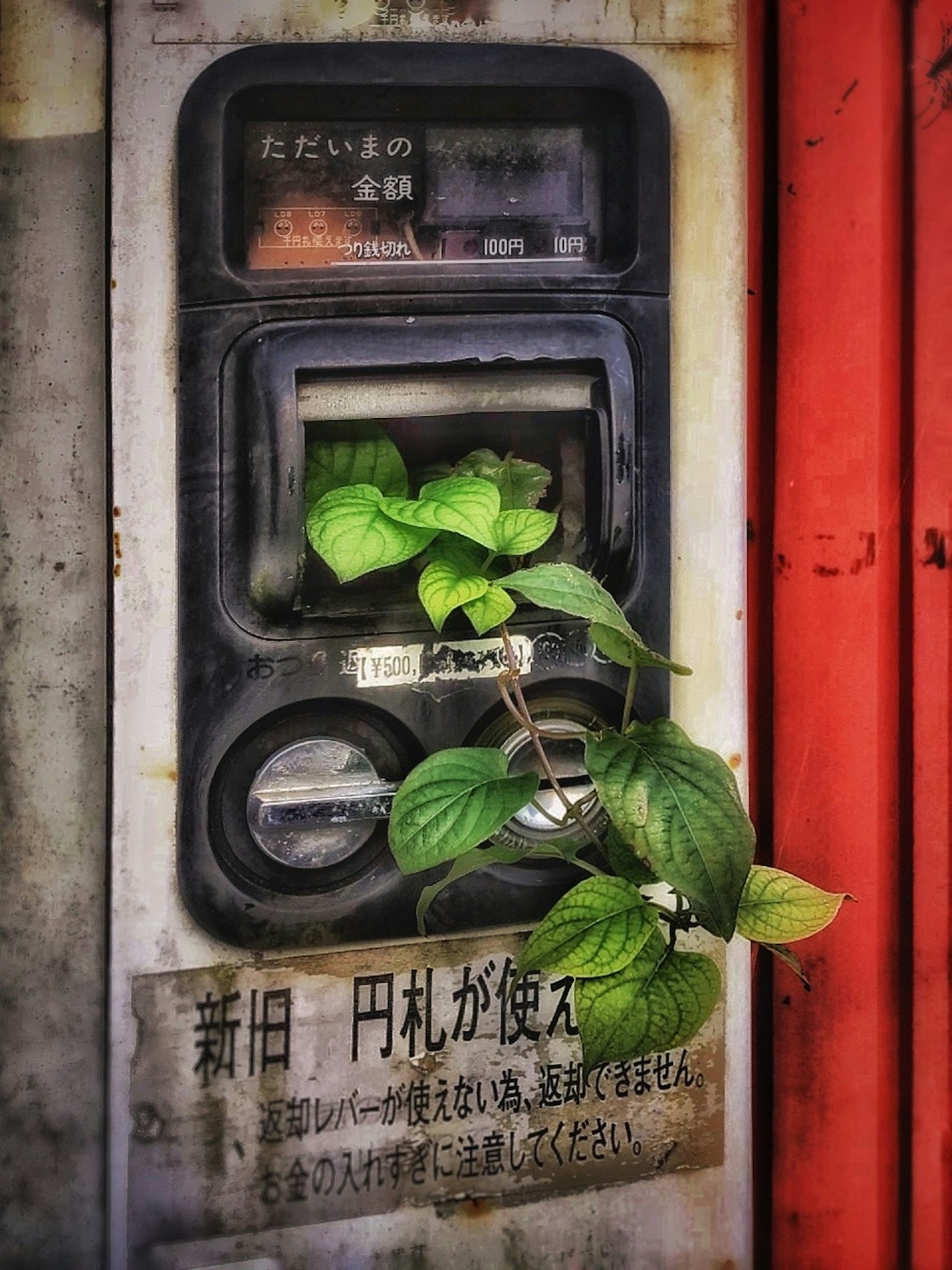 Ancien distributeur de billets avec des feuilles vertes qui poussent dessus