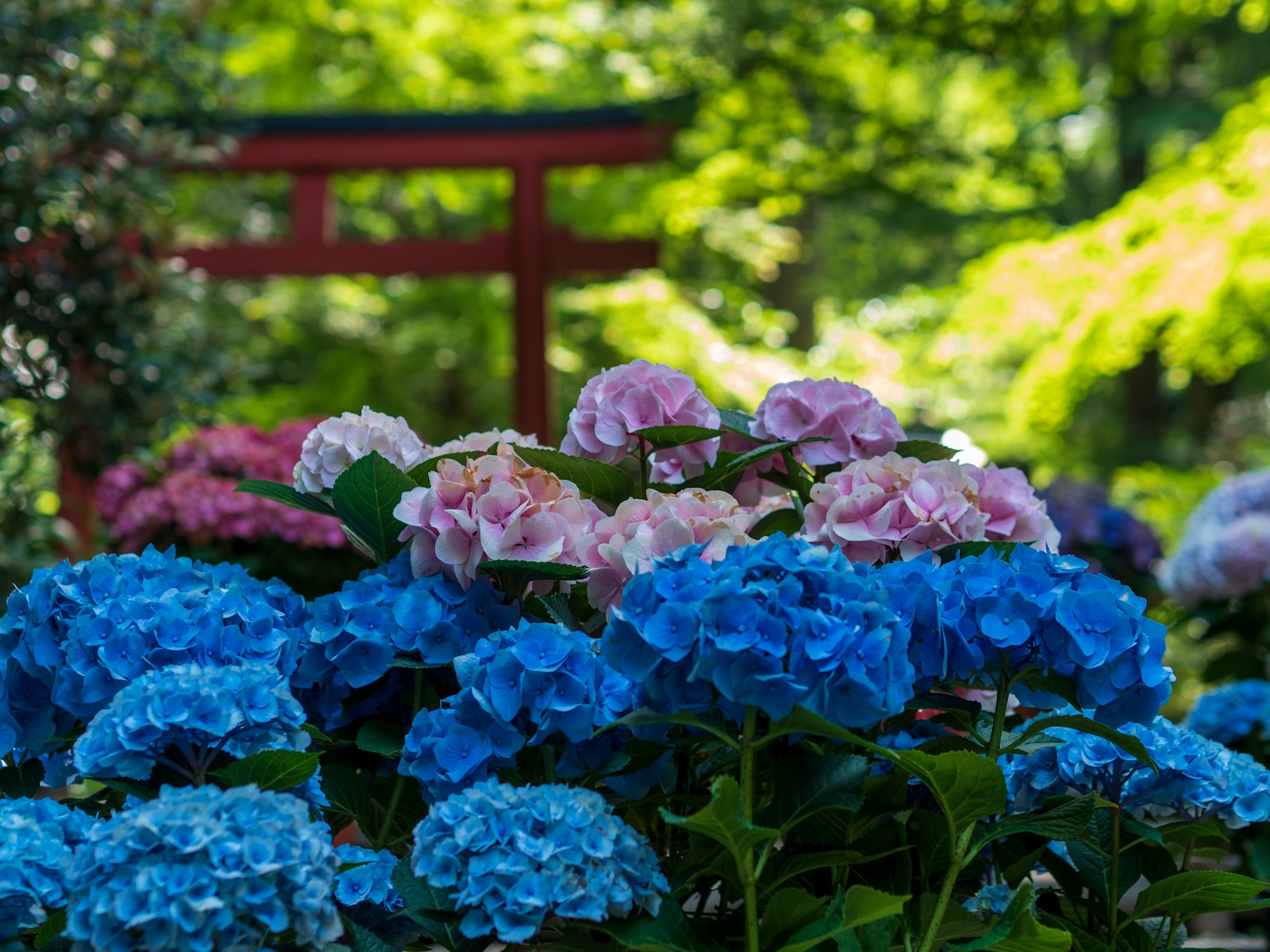 ทิวทัศน์สวนที่มีดอกไฮเดรนเยียสีน้ำเงินและสีชมพูบานประตูโทริอิสีแดงอยู่ด้านหลัง