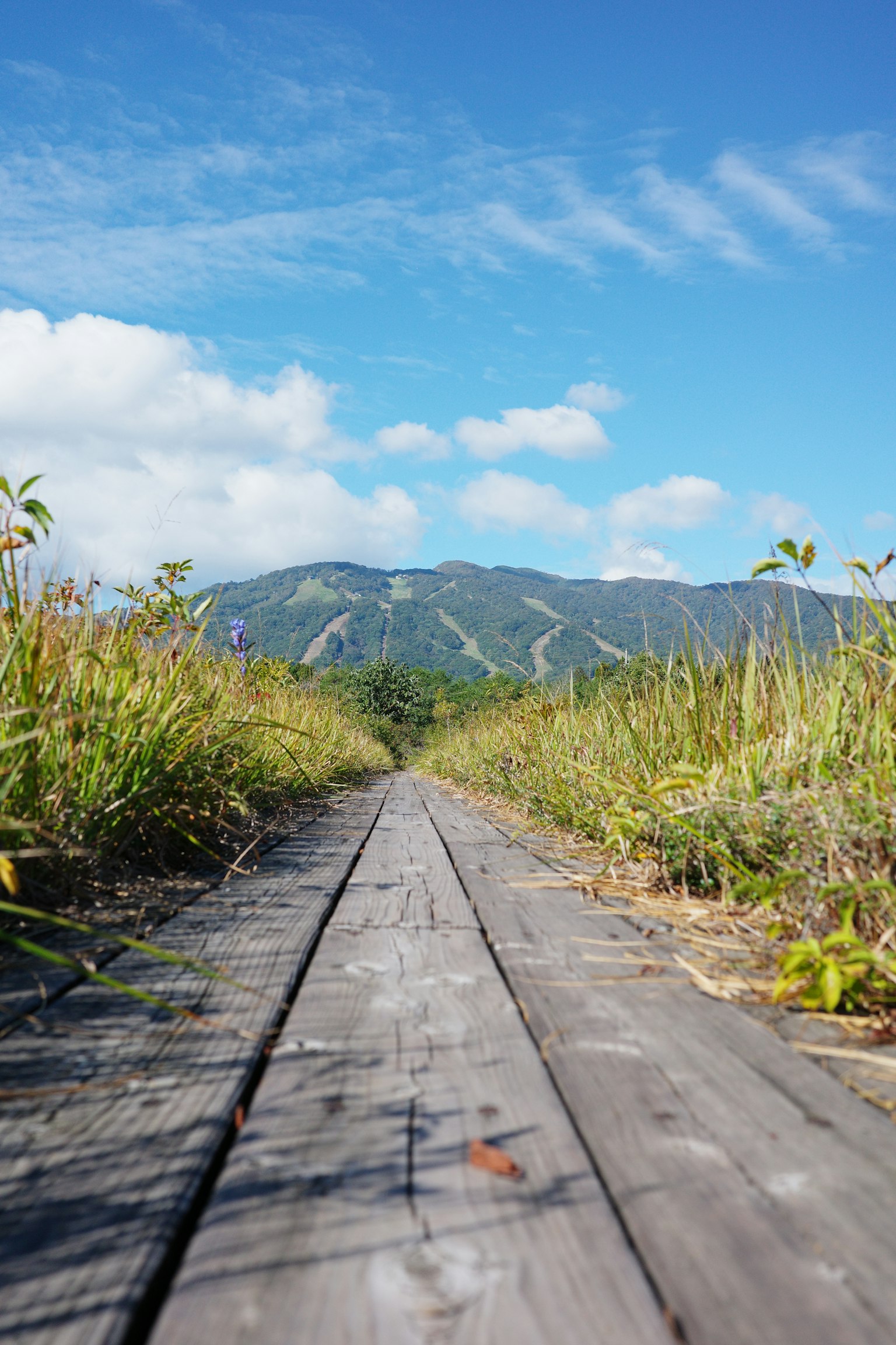 木製の歩道が広がる草原と山の風景