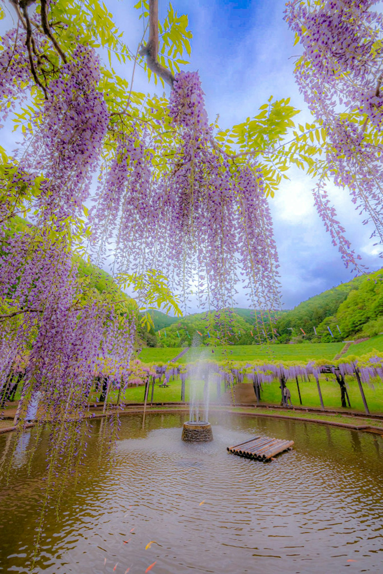 美丽的风景，紫色的藤花悬挂在宁静的池塘上方