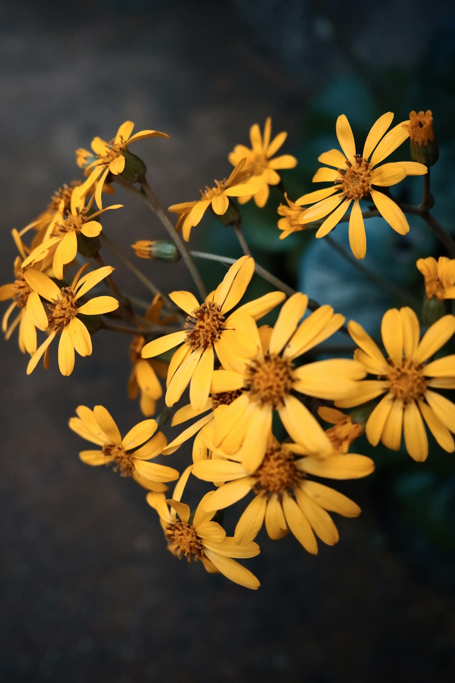 Un grupo de flores amarillas en flor