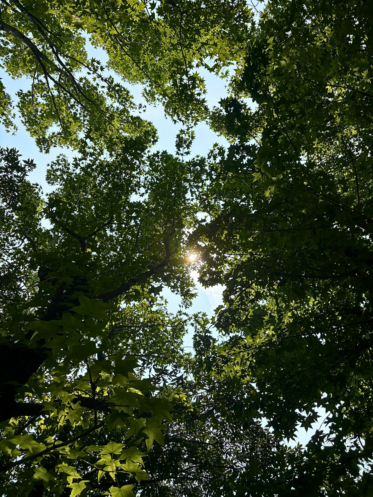 Cahaya matahari yang menyaring melalui daun hijau dan pohon