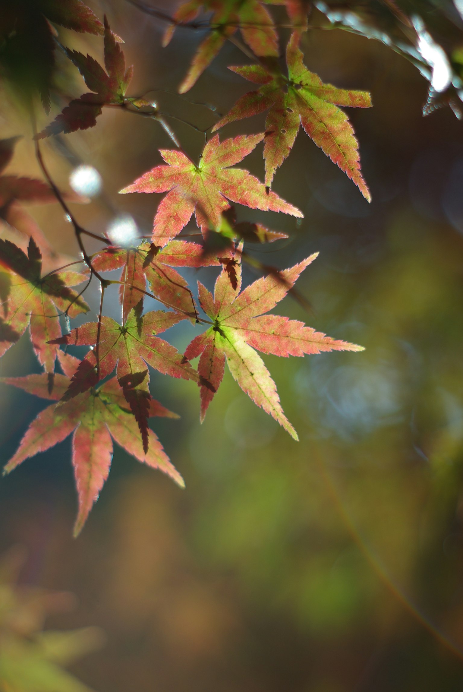 Hojas coloridas iluminadas por la luz en una escena de otoño