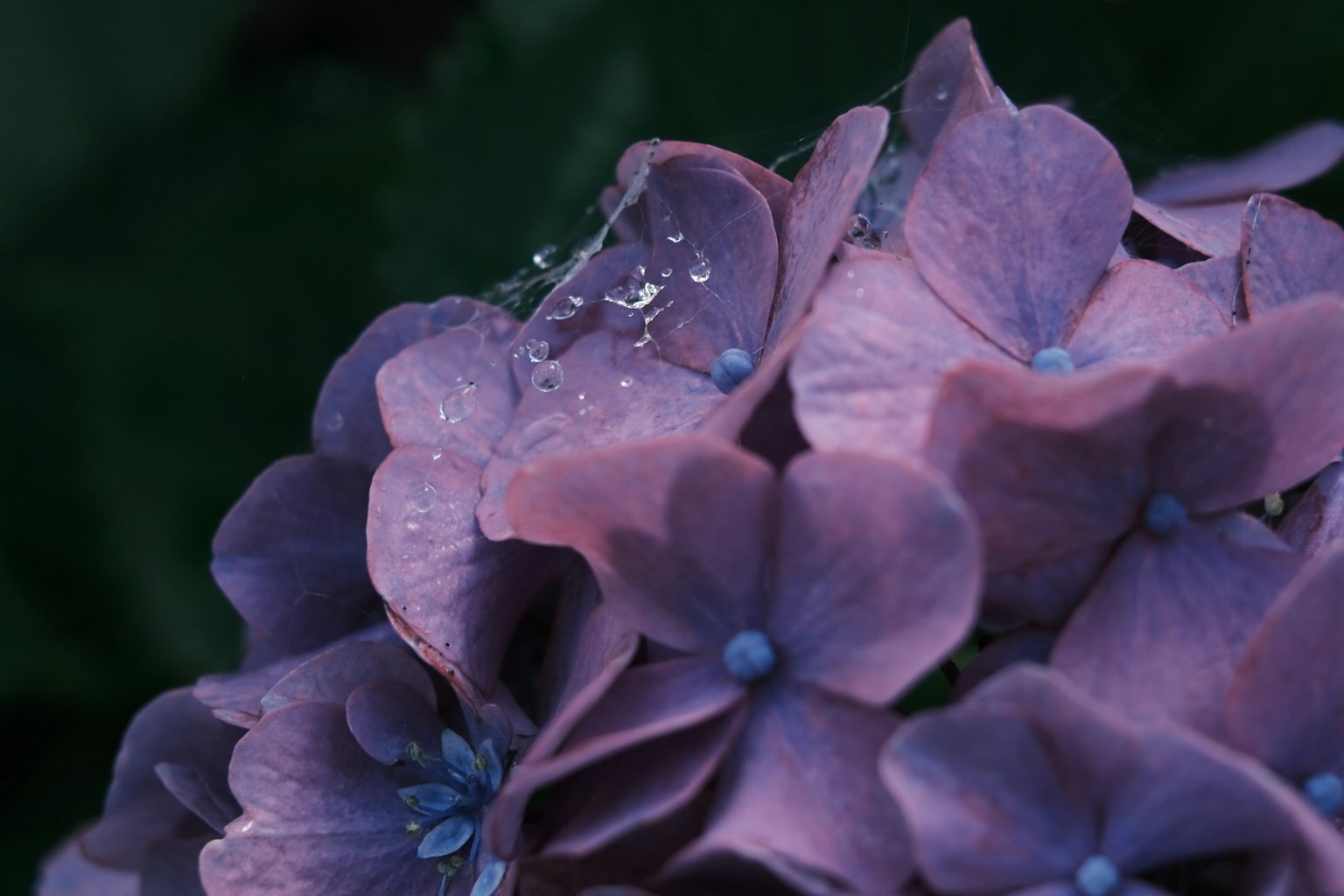Close-up of purple hydrangea petals with water droplets