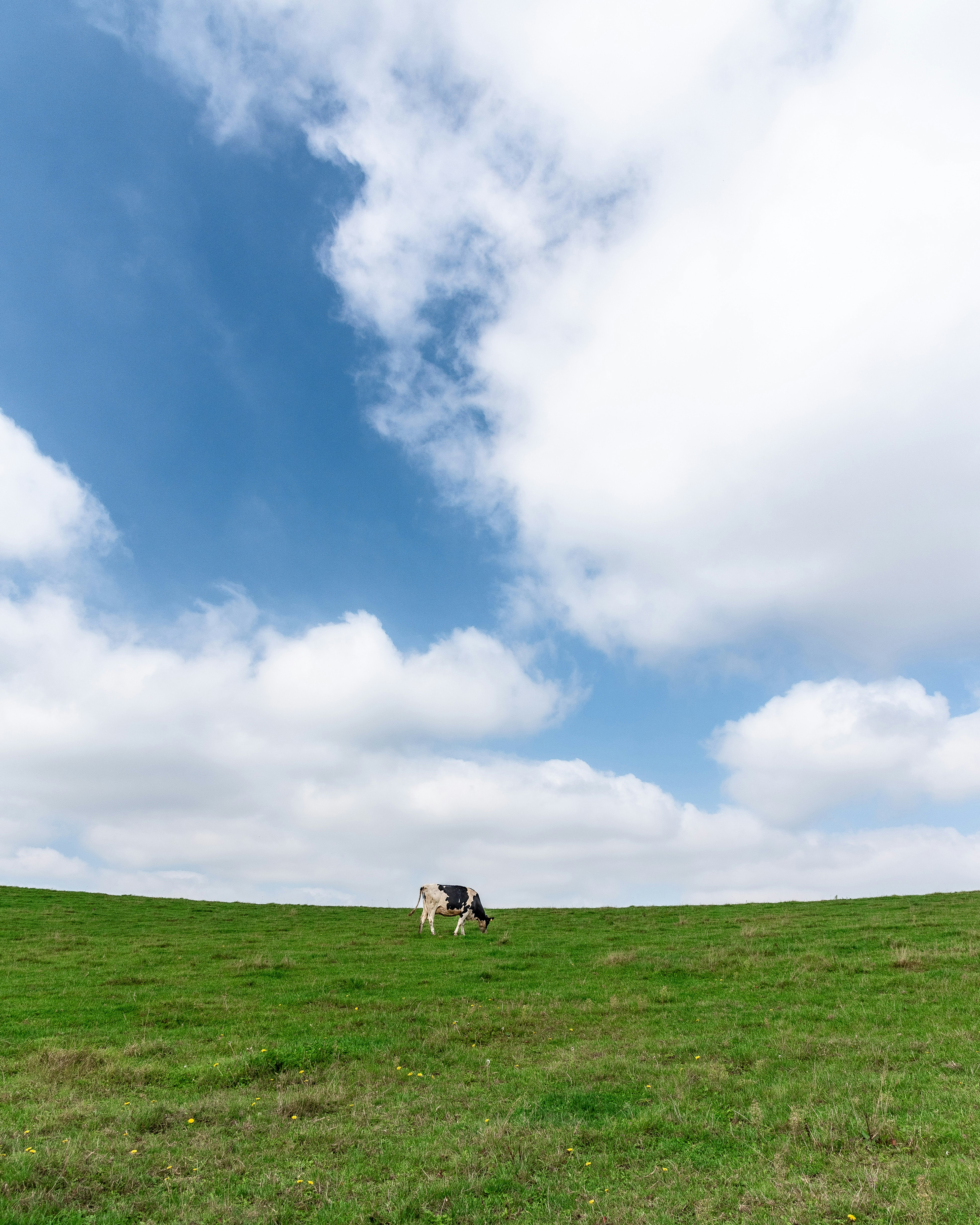 cows grazing on a grassy meadow