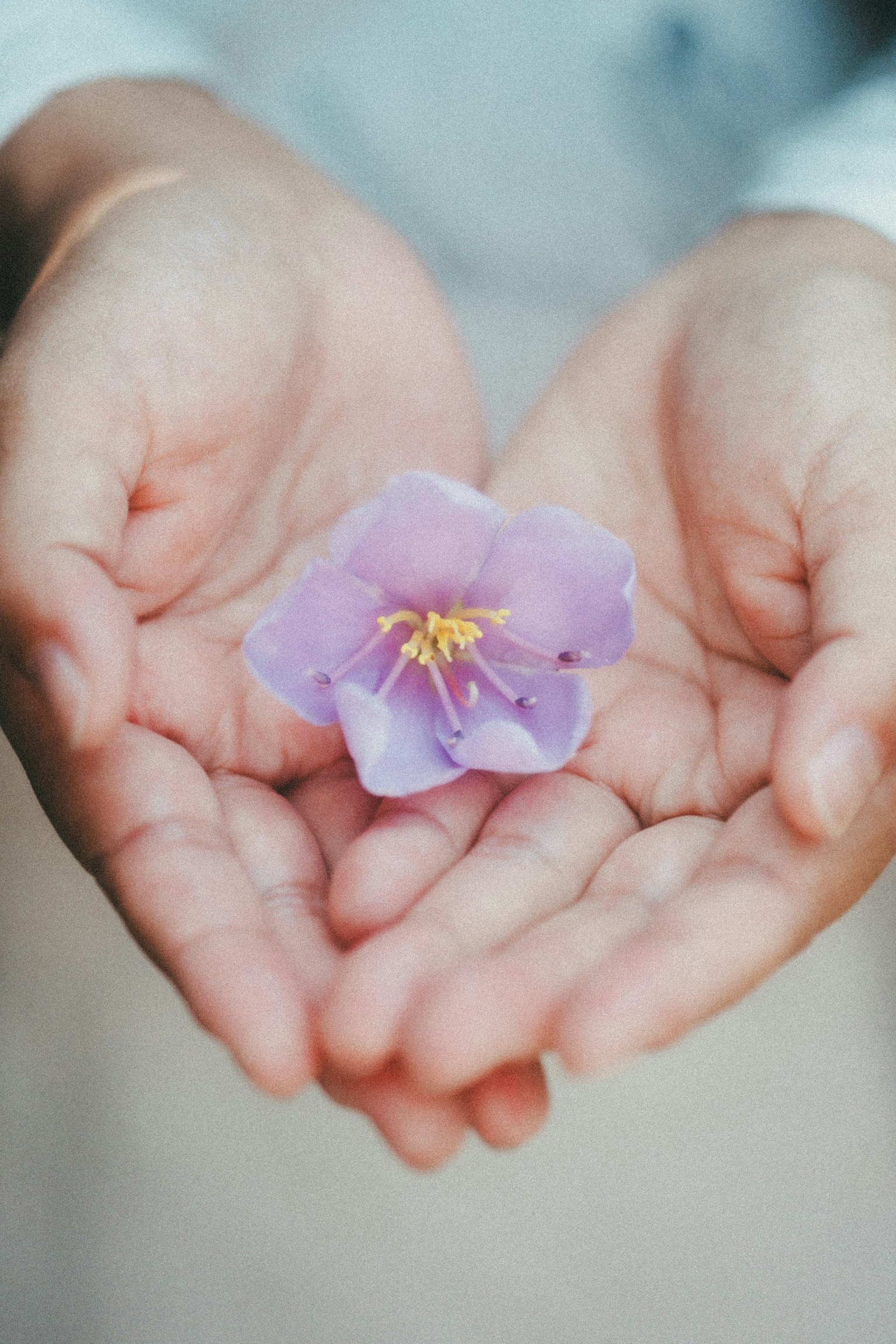 A delicate light purple flower resting in open hands with yellow stamens