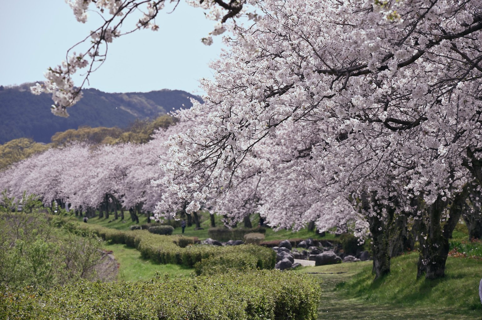 美丽的风景，盛开的樱花树