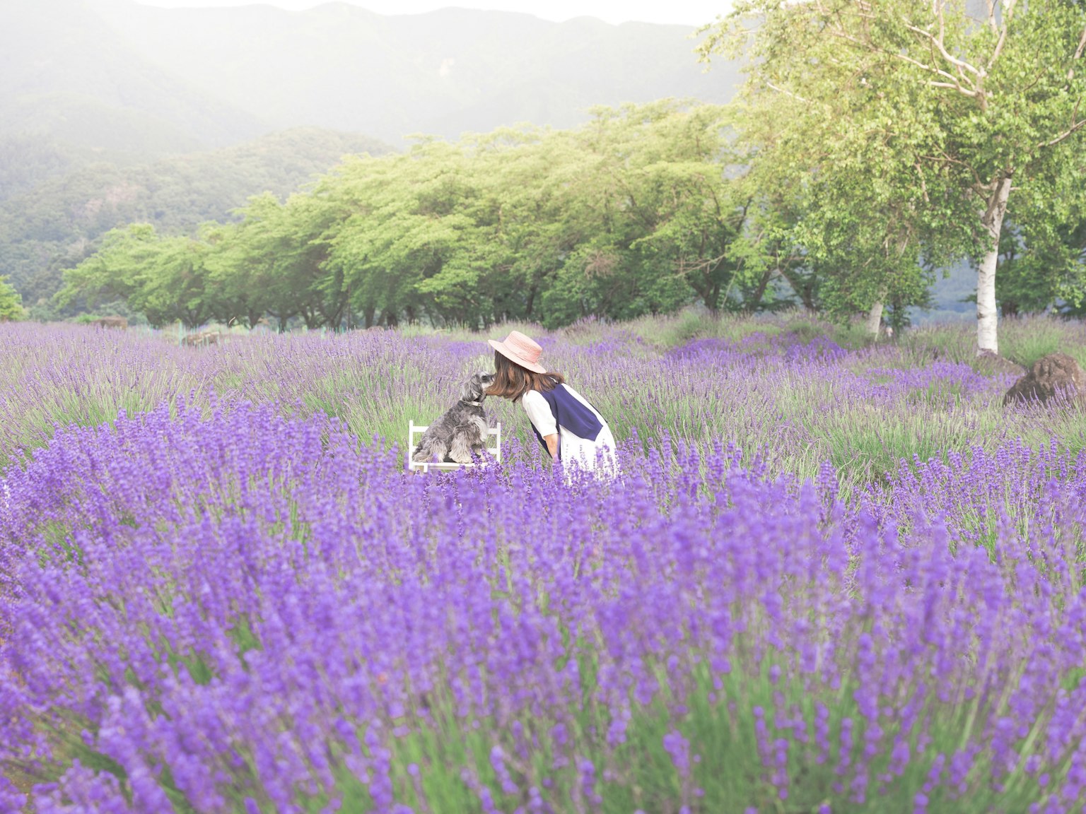 Wanita di ladang lavender yang memegang kucing