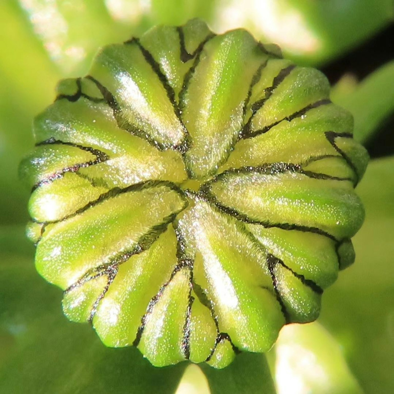 Gros plan d'un bouton de fleur de plante verte avec des lignes nettes