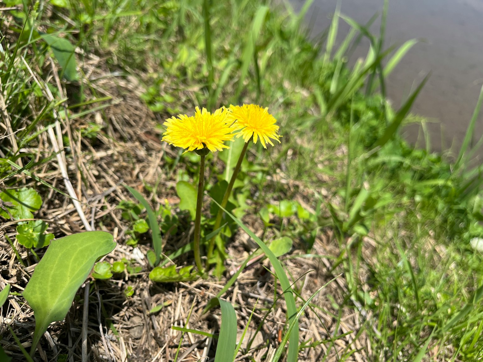 Bunga dandelion kuning mekar di dekat tepi sungai