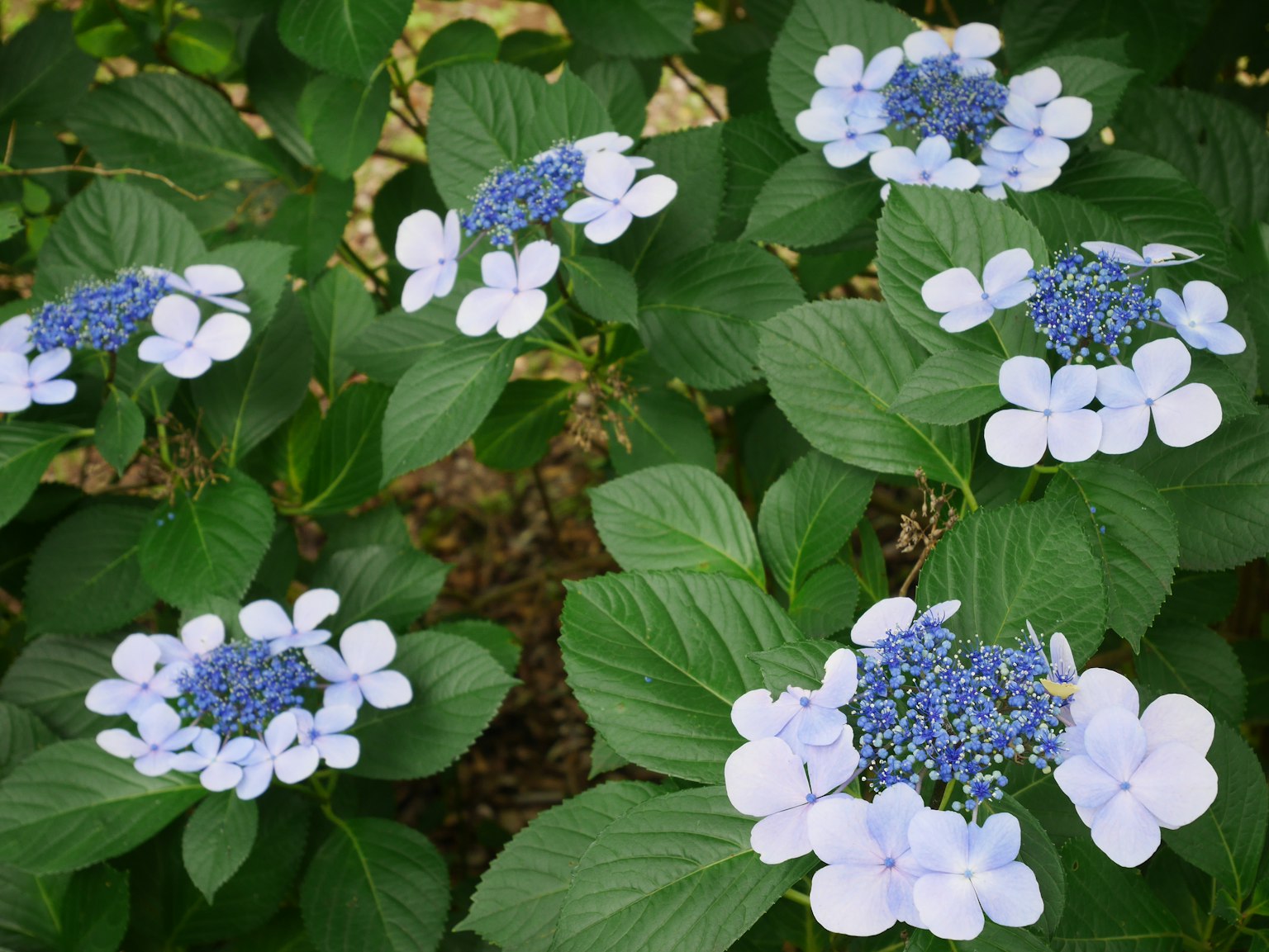 青い花を中心にした白い花が咲いているハイドランジアの群生