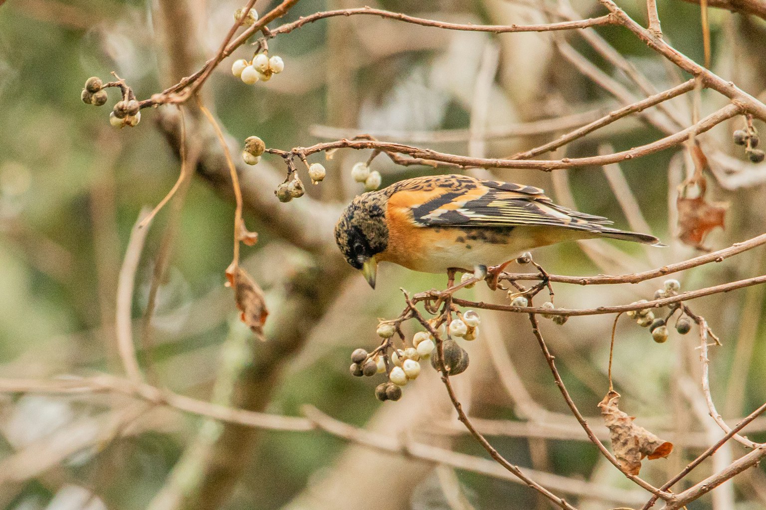 Un pequeño pájaro con plumas naranjas y negras posado en ramas secas