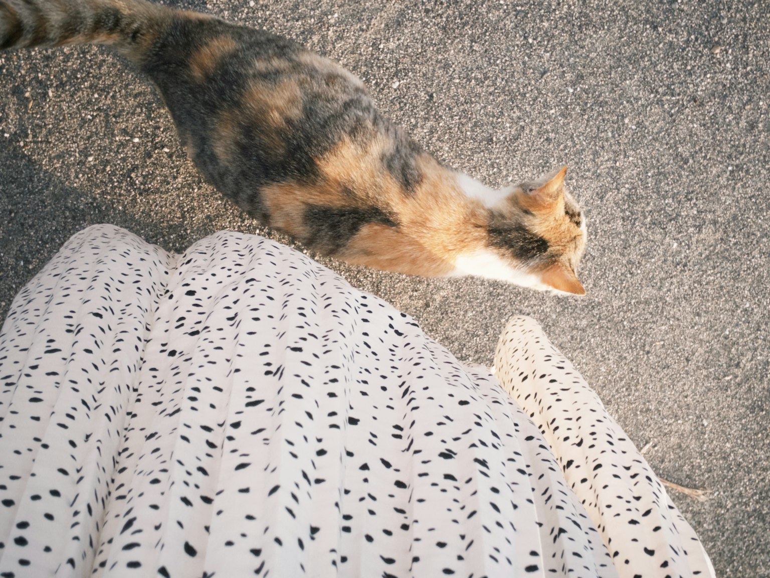 一个人走路时脚下有只猫的照片