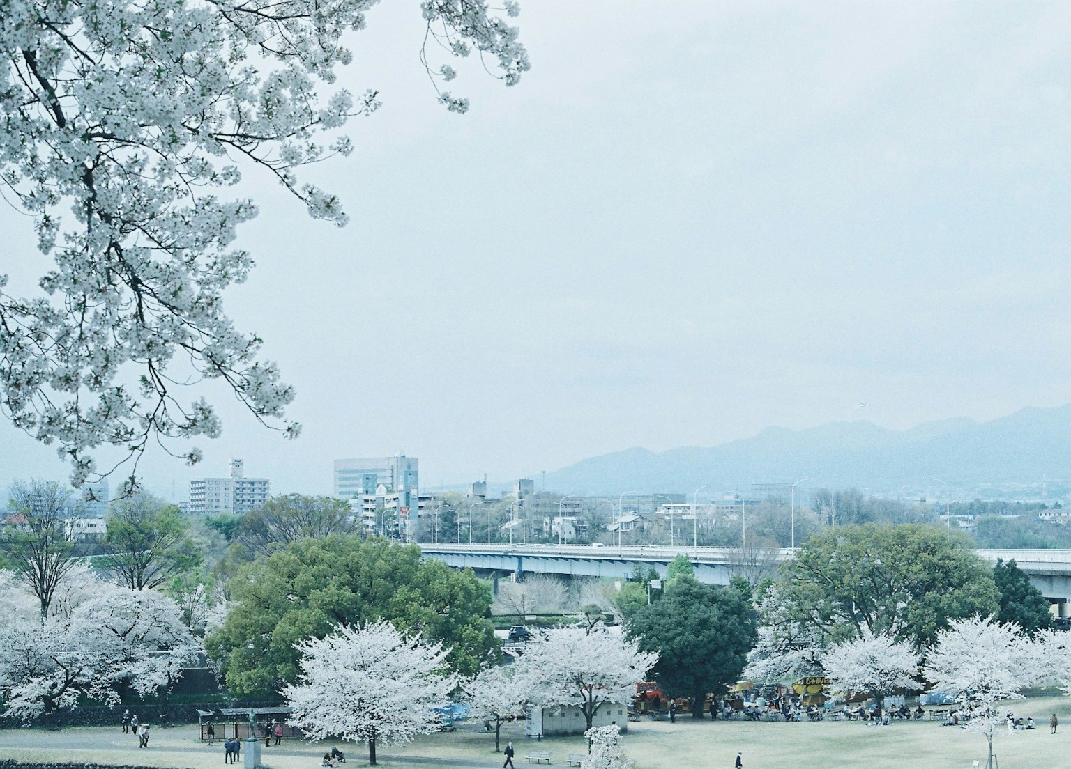 Vue panoramique de cerisiers en fleurs près d'une rivière tranquille et d'une ville