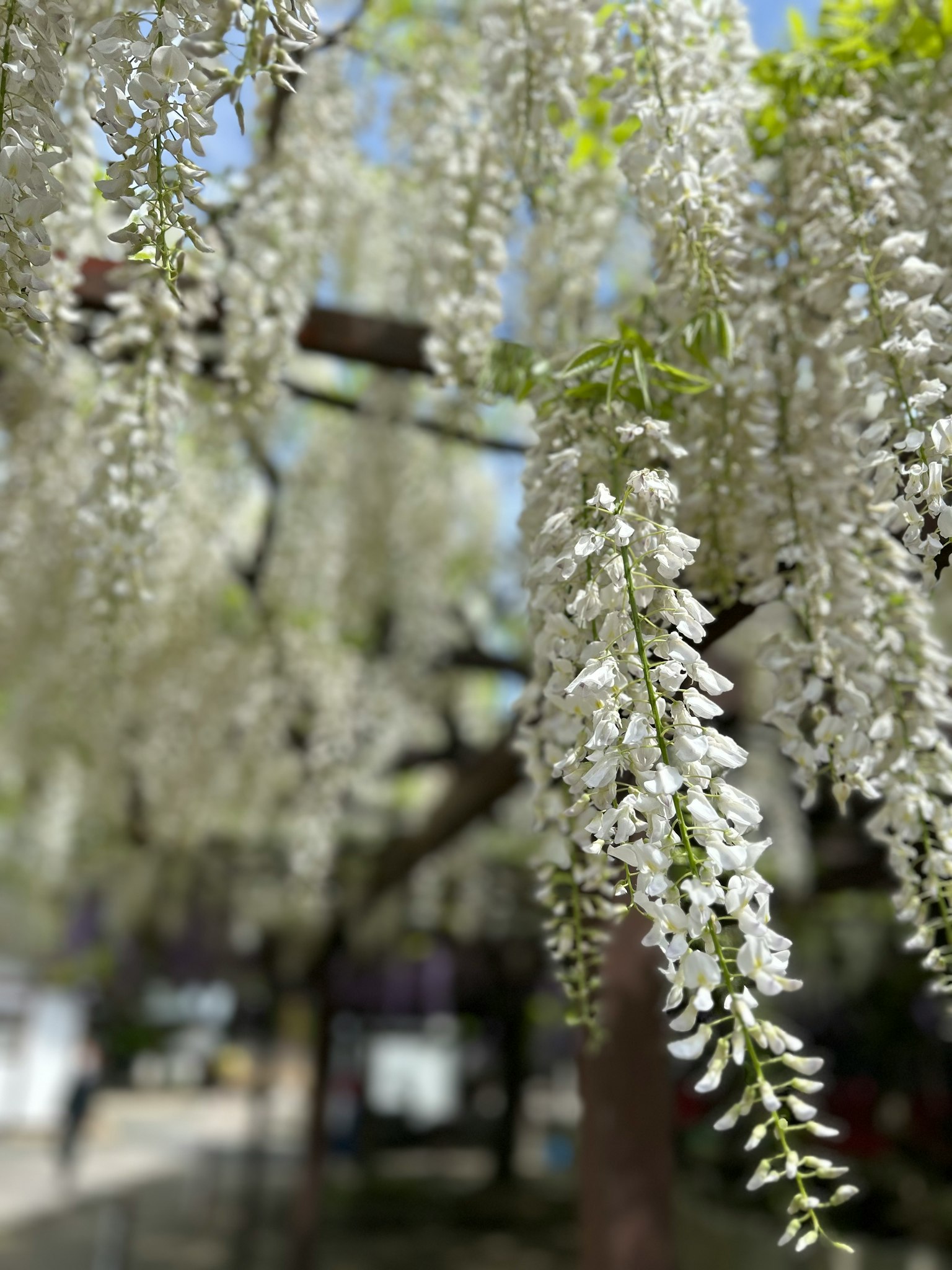 白色藤花優雅地垂掛