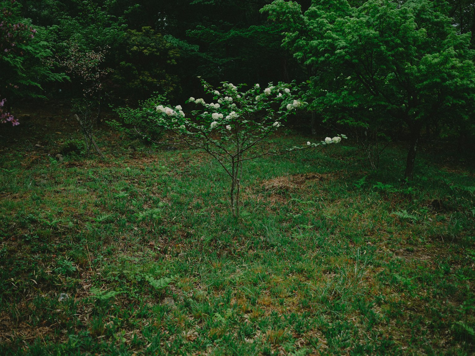 Ein kleiner Baum mit weißen Blumen steht auf einer grünen Wiese
