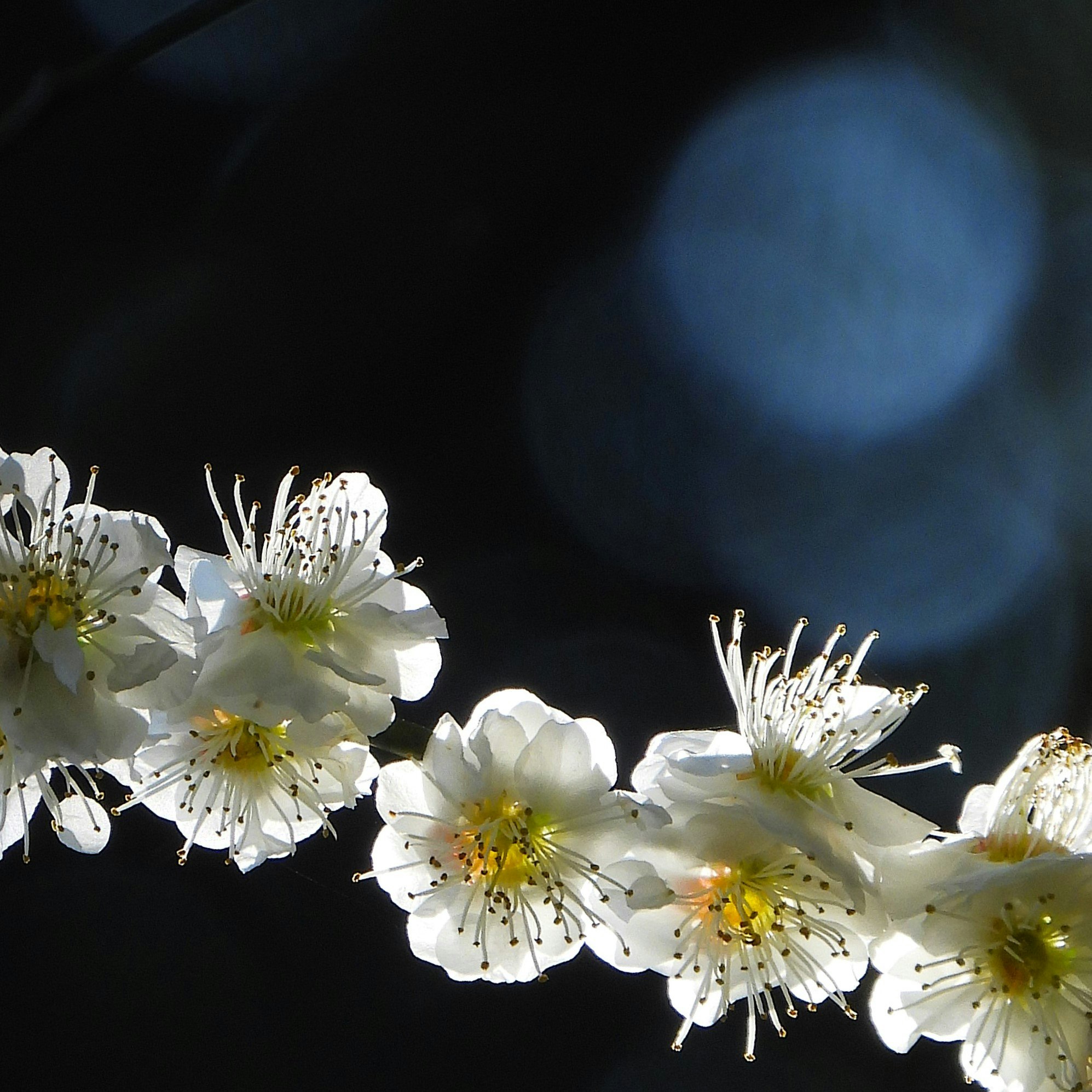 flores de ciruelo blancas sobre un fondo oscuro tipo noche