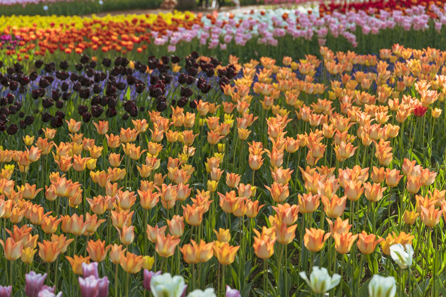Campo di tulipani colorati con tulipani in fiore