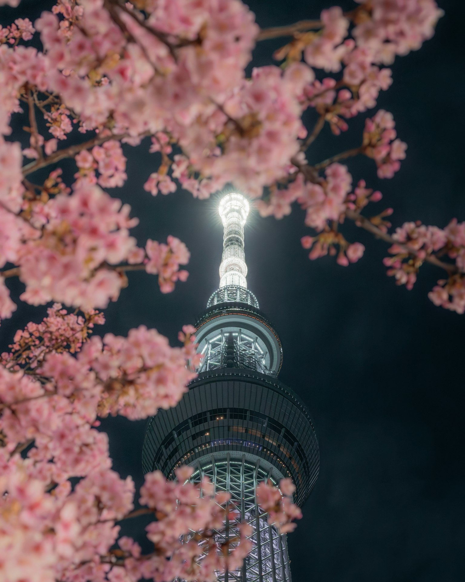Tokyo Skytree surrounded by cherry blossoms at night