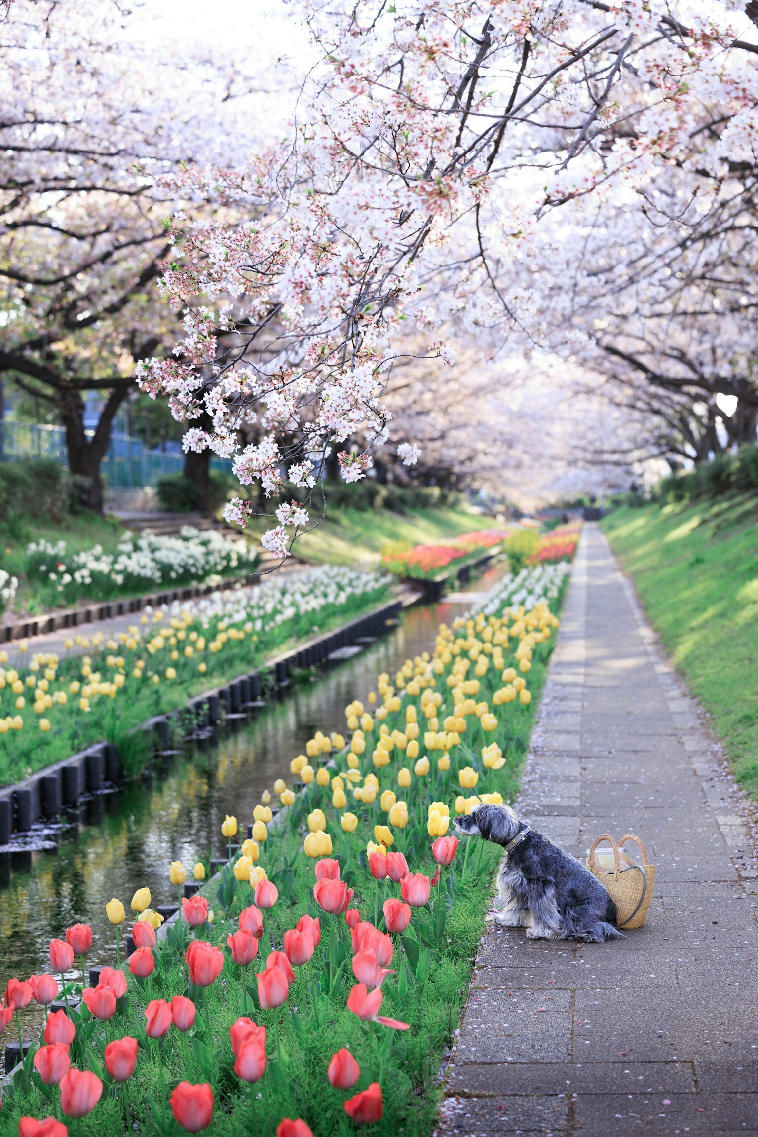 A dog sitting on a path lined with cherry blossoms and tulips