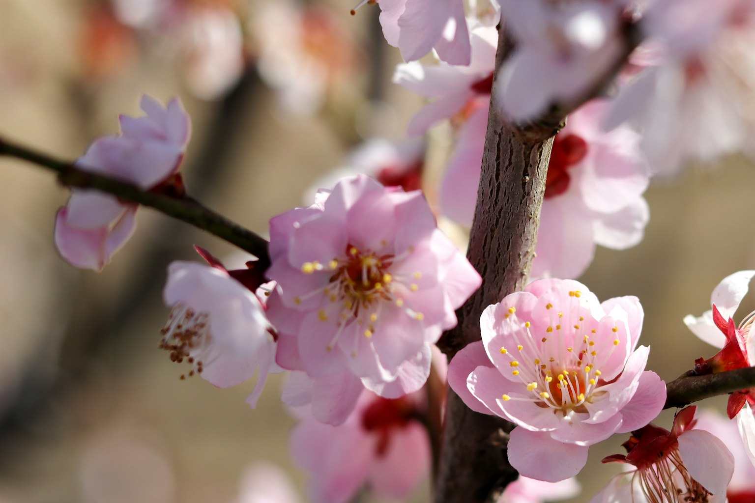 Primo piano di fiori di pesco in fiore su un ramo