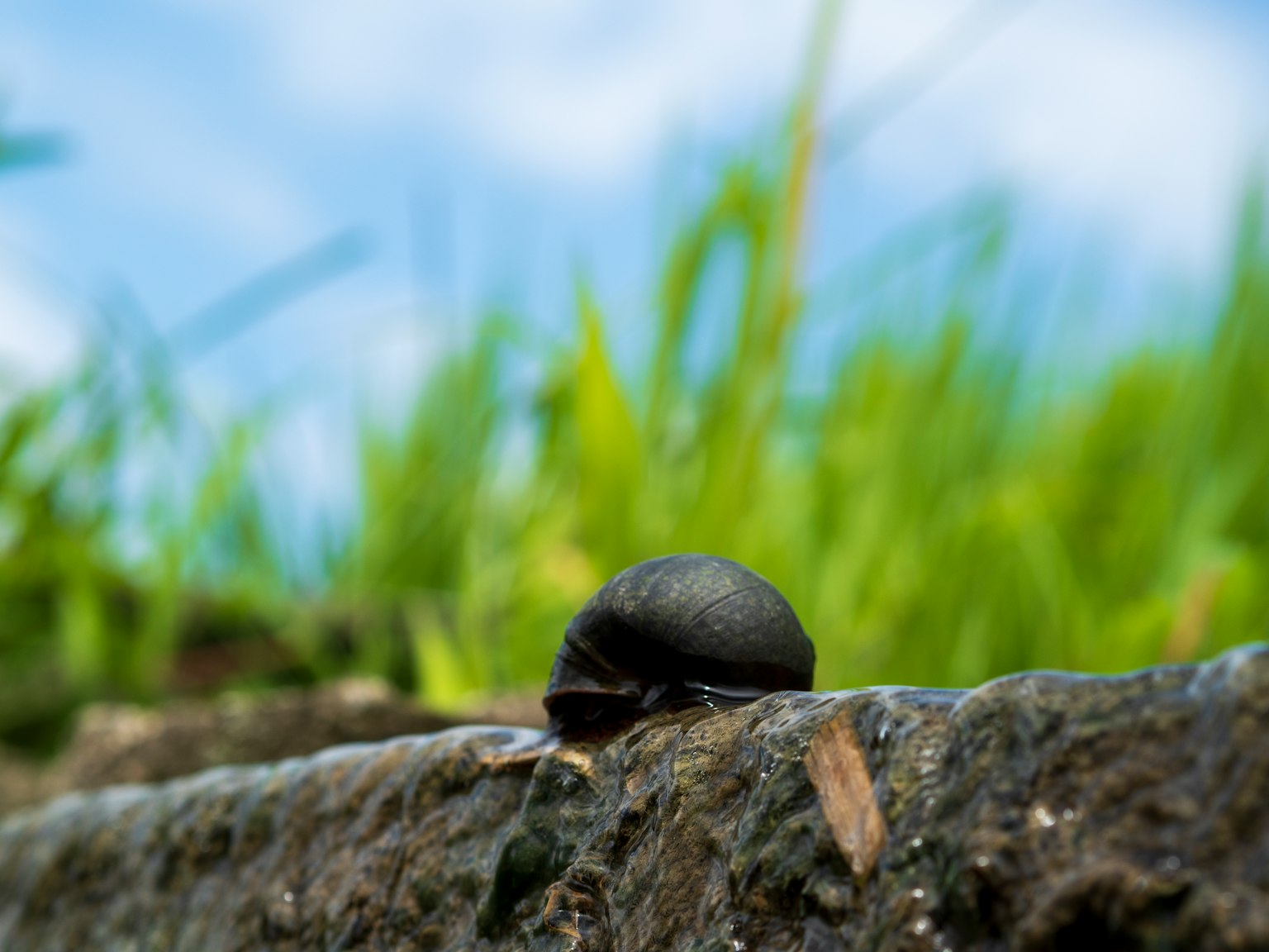 Seekor siput bercangkang hitam bergerak di atas permukaan batu