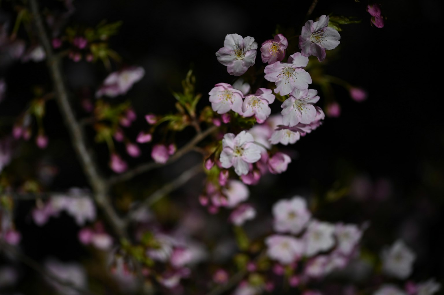 Close-up cabang sakura dengan bunga merah muda muda