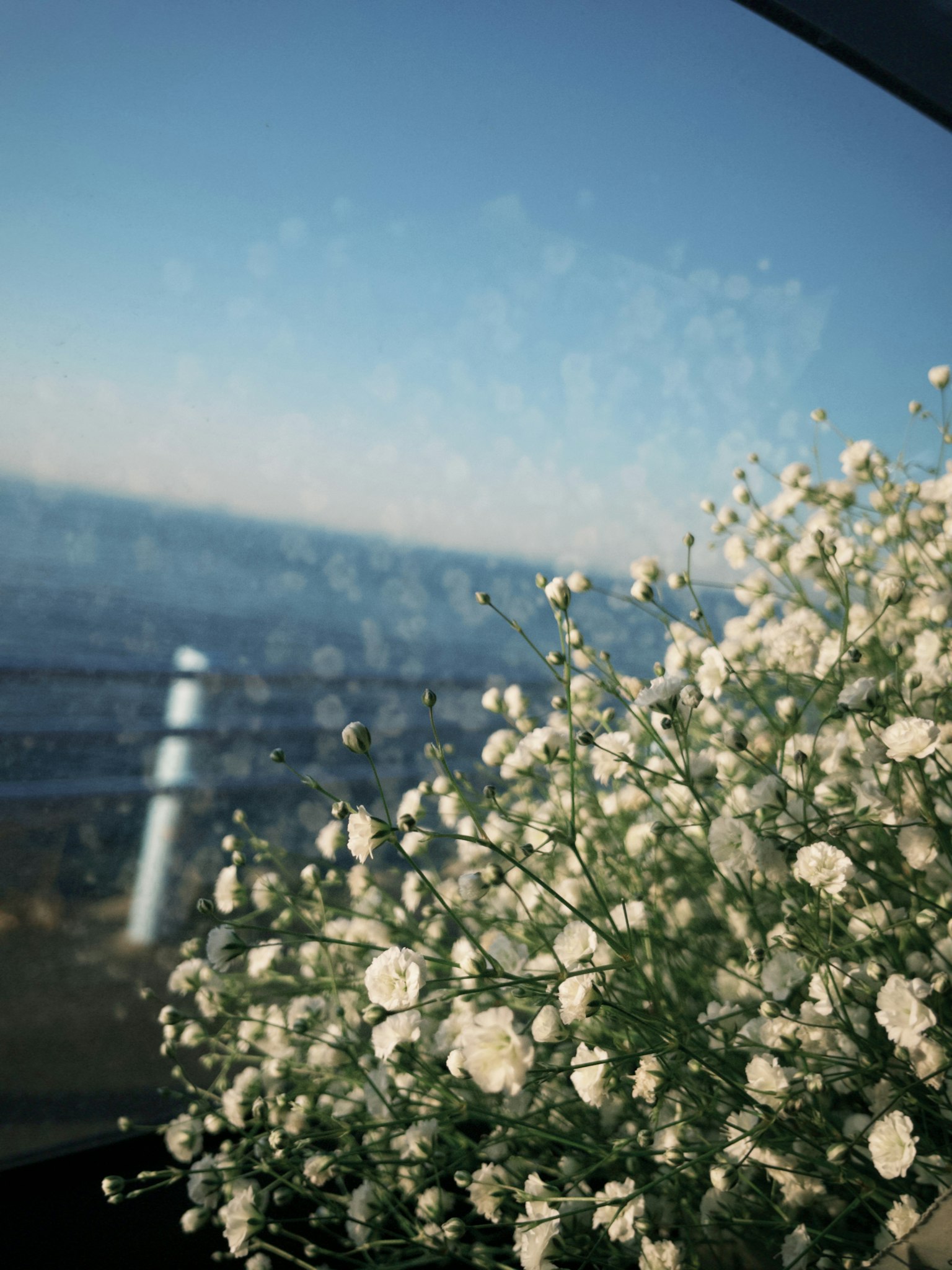A bouquet of white flowers against a blue sky and ocean